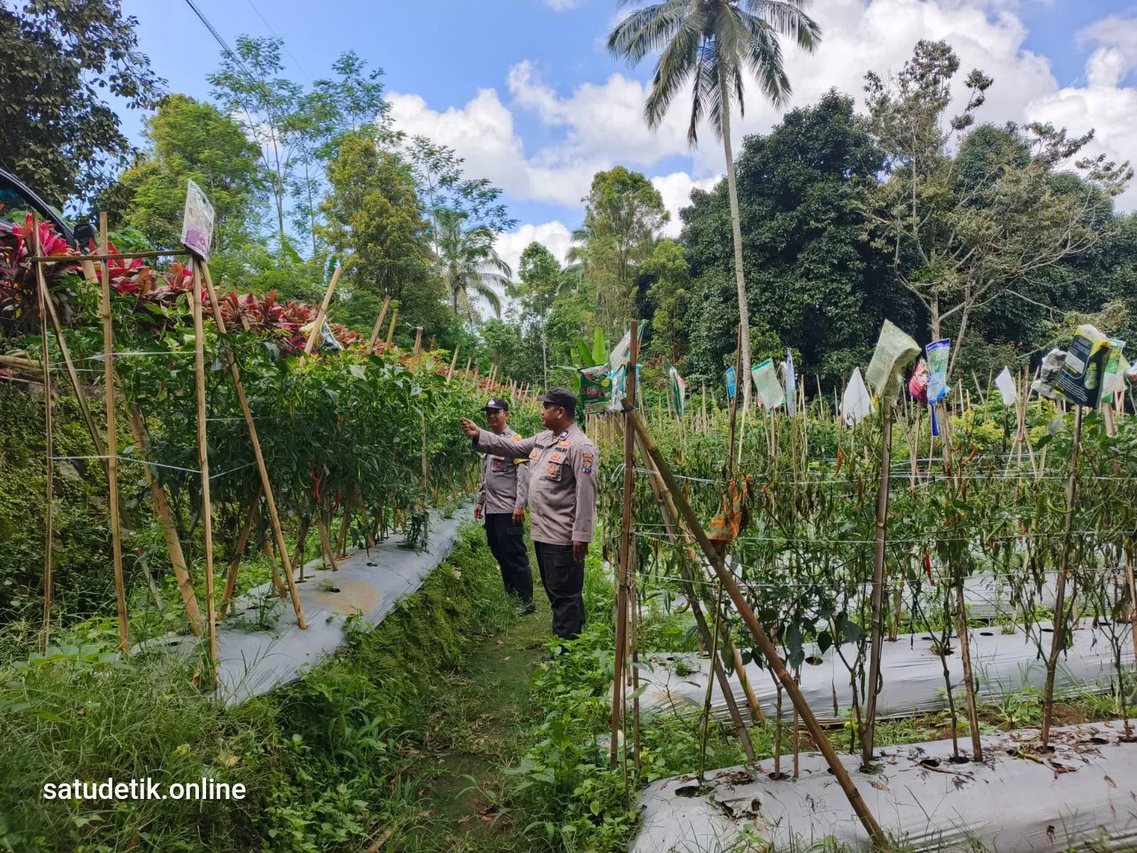 Dukung Asta Cita Presiden, Bhabinkamtibmas Polsek Gucialit Dampingi Petani Cabai Perkuat Ketahanan Pangan
