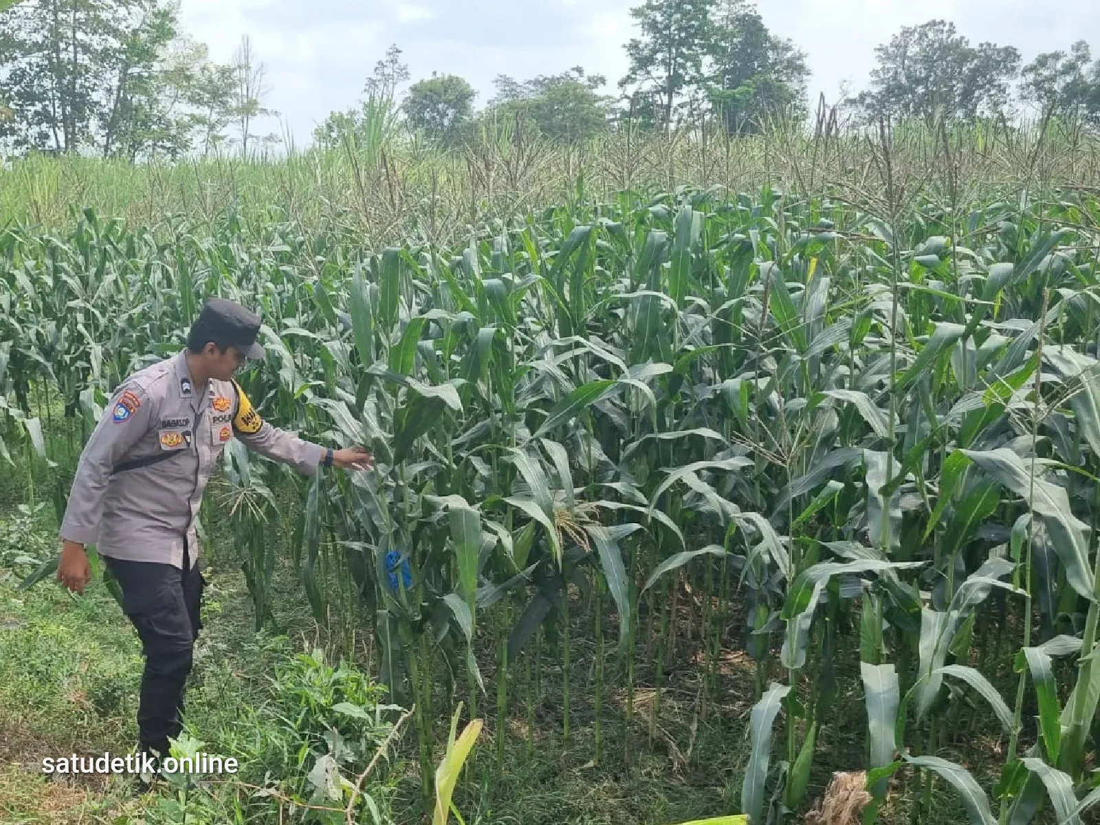 Bhabinkamtibmas Polsek Tekung Pantau Pertumbuhan Jagung, Dukung Ketahanan Pangan