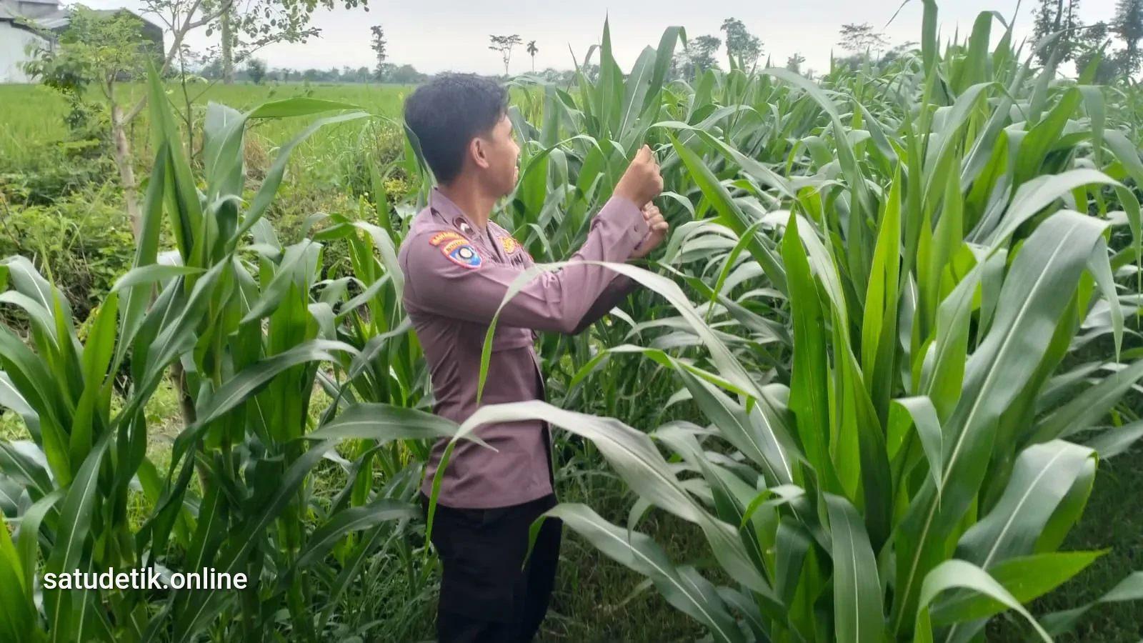Polsek Kedungjajang Pantau Tanaman Jagung Warga, Dukung Swasembada Pangan