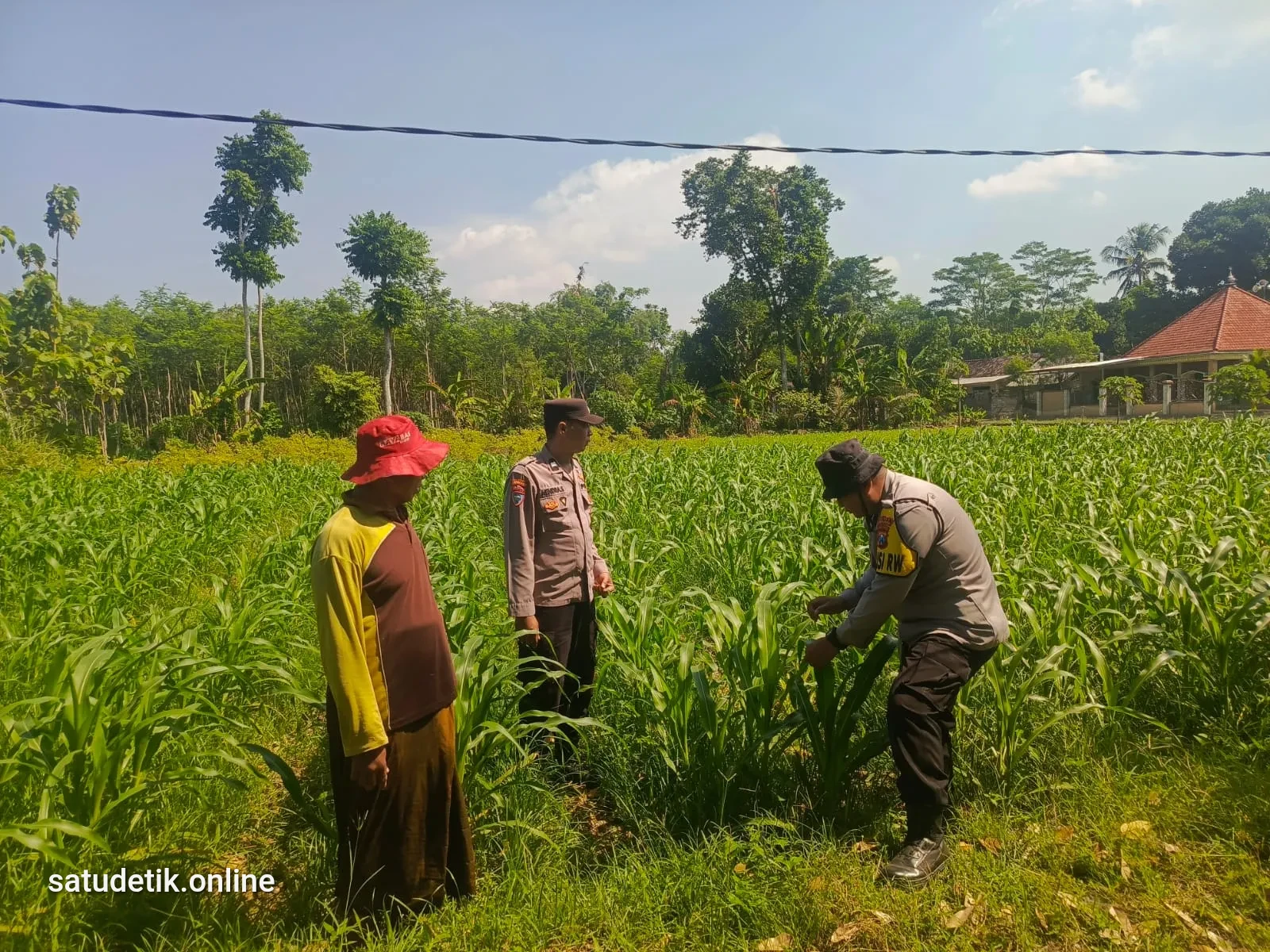 Polsek Tempeh Sapa Petani Pandanarum, Jagung Sehat Jadi Target Panen Maksimal