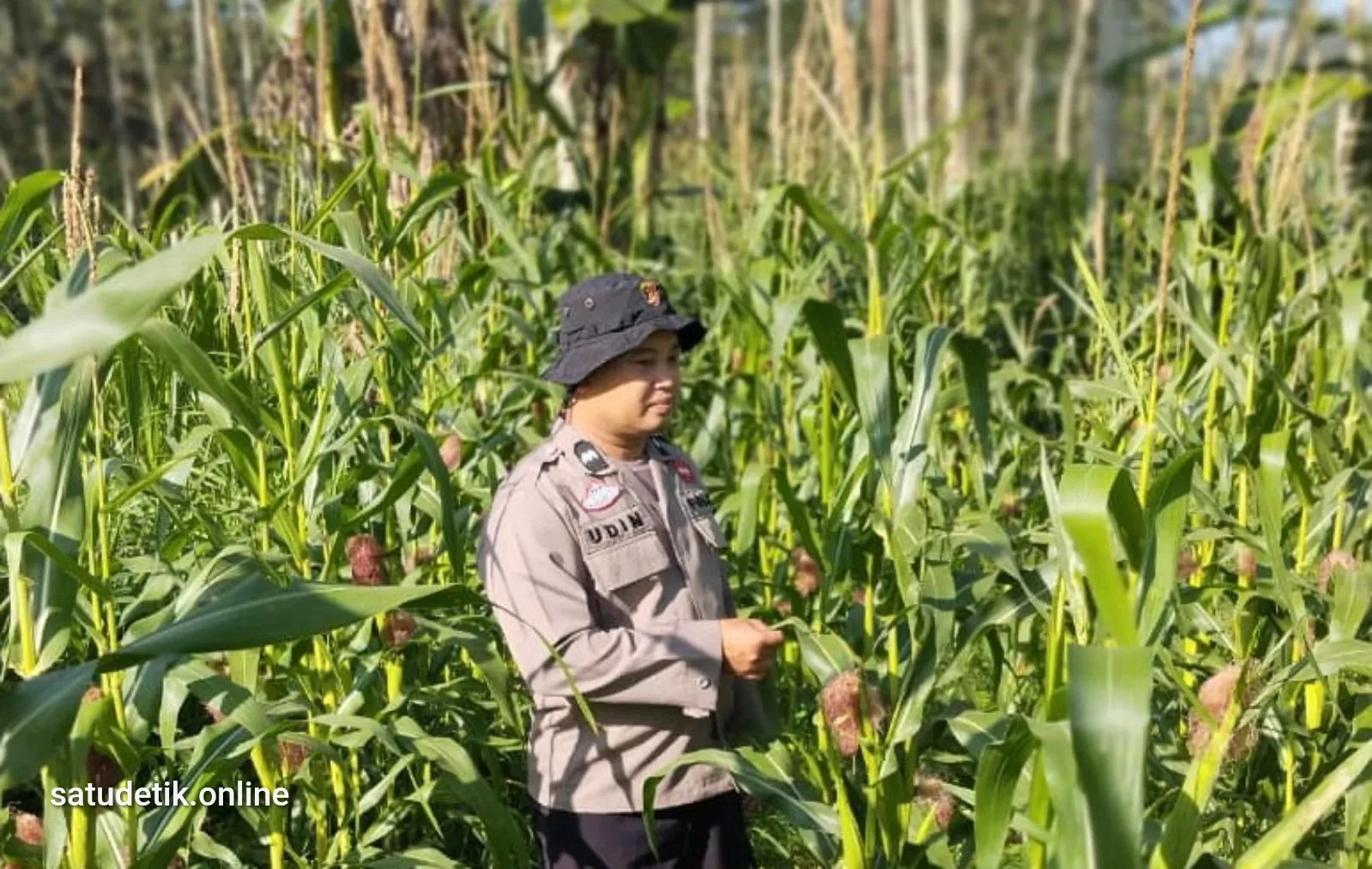 Bhabinkamtibmas Polsek Kedungjajang Dampingi Petani, Perkuat Kemandirian Pangan dari Desa