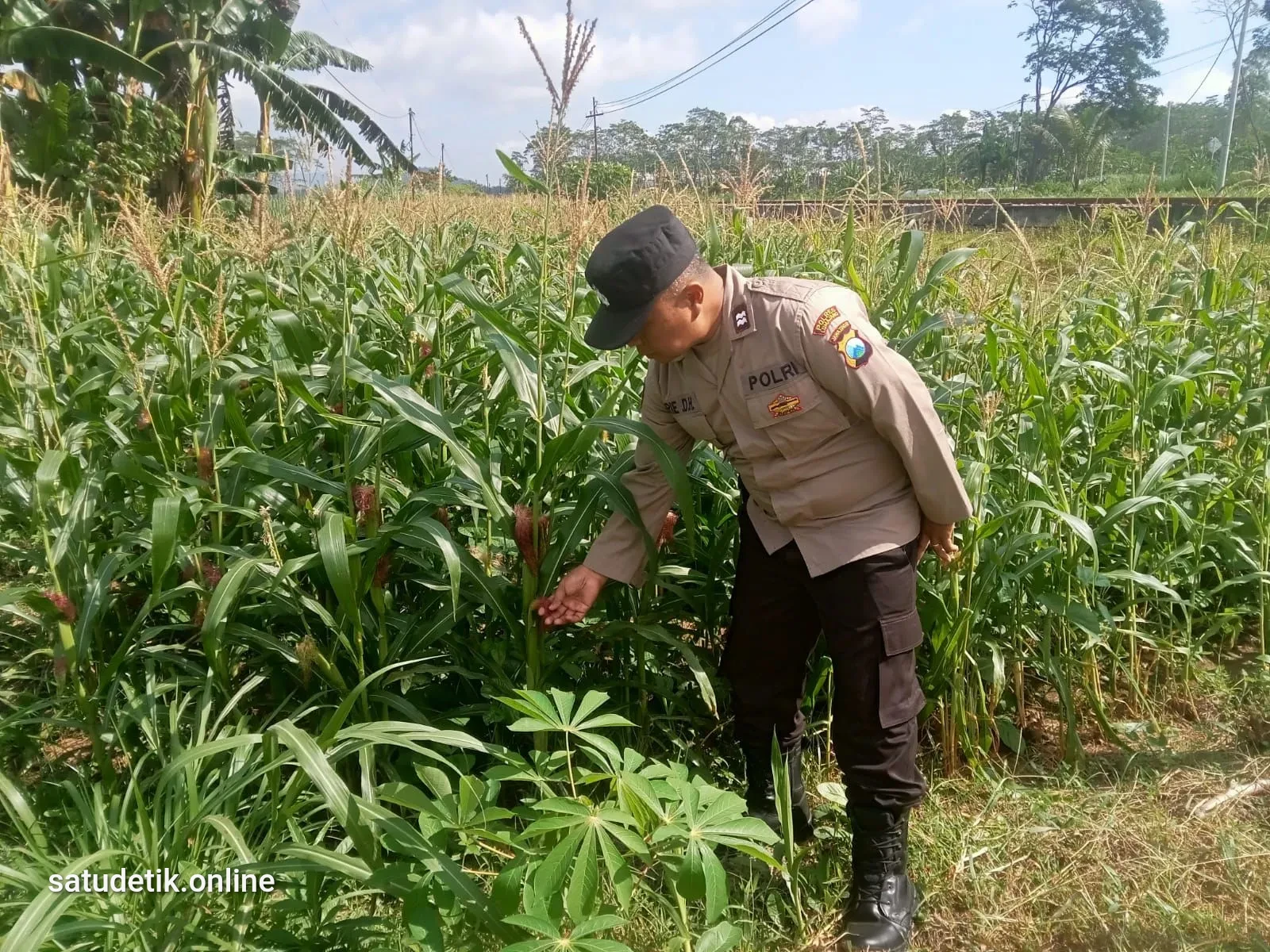 Bhabinkamtibmas Klakah Turun ke Sawah, Dampingi Petani Jagung Wujudkan Swasembada Pangan