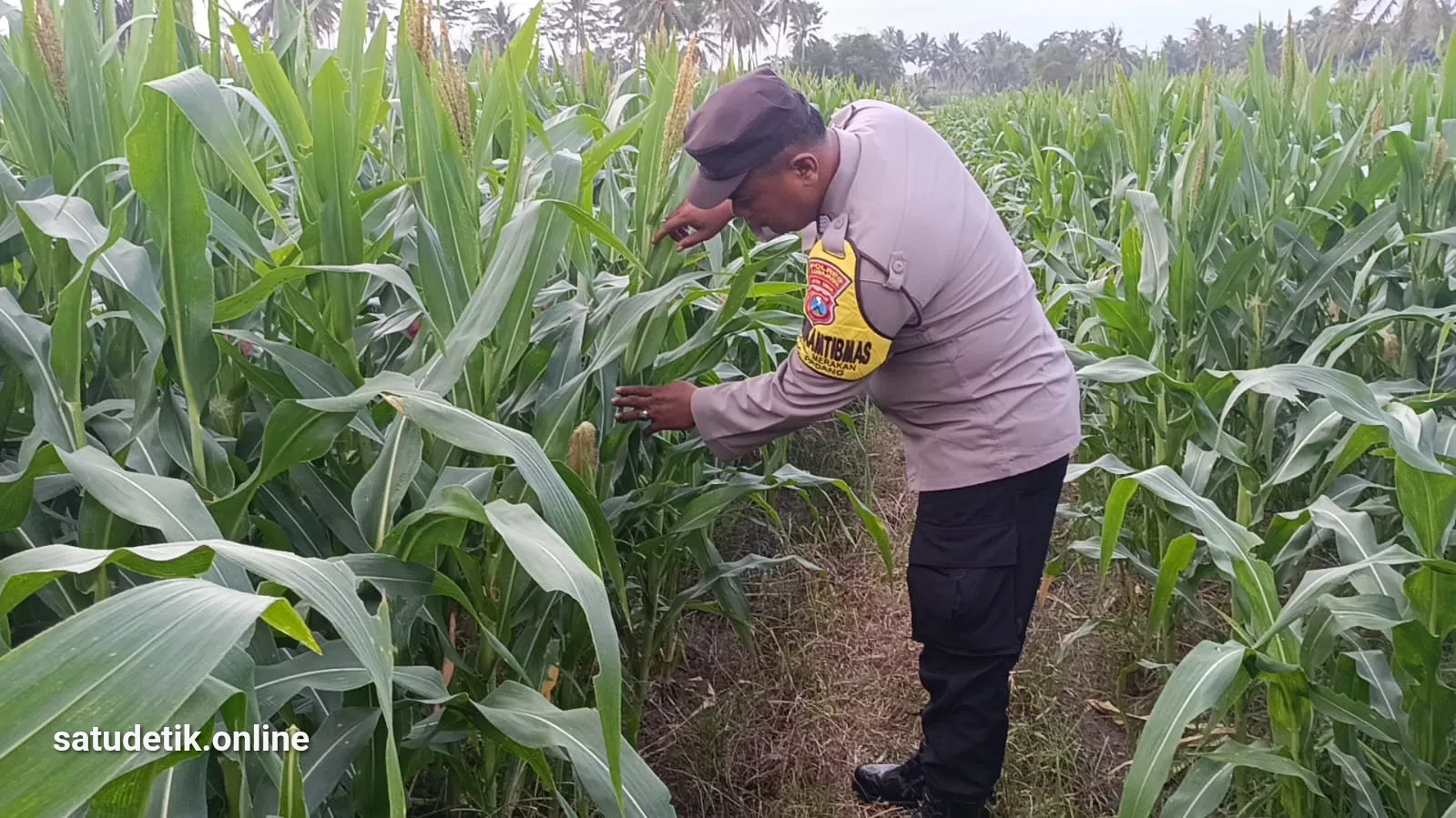 Bhabinkamtibmas Polsek Padang Dampingi Petani Jagung, Perkuat Ketahanan Pangan di Tingkat Desa