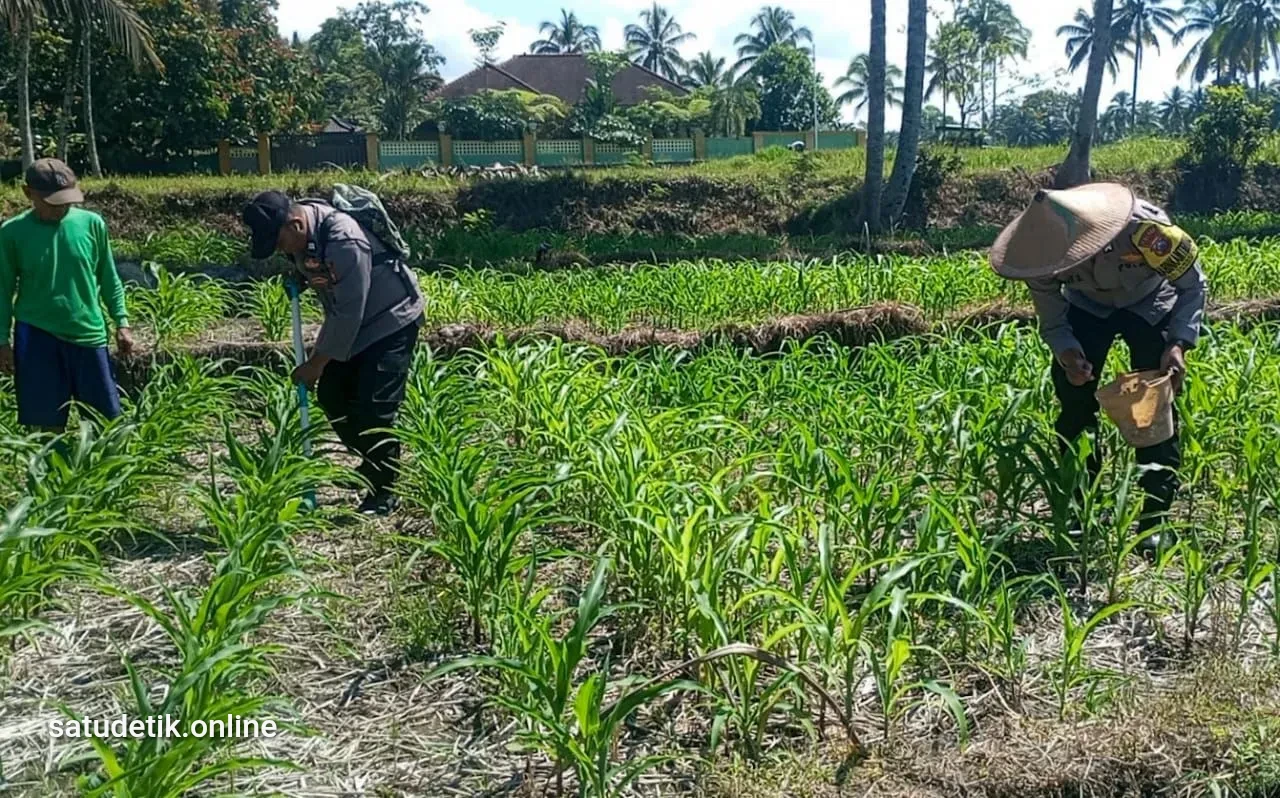 Polisi Turun ke Sawah, Dampingi Petani Jagung di Candipuro Demi Ketahanan Pangan