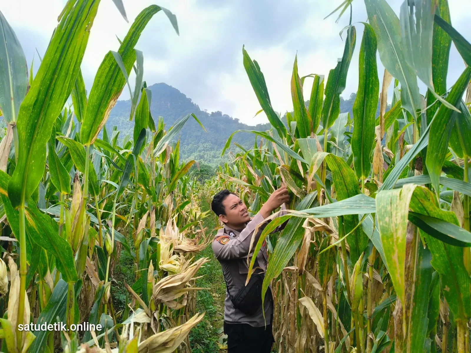 Polsek Tempursari Kawal Ketahanan Pangan, Bhabinkamtibmas Cek Lahan Jagung di Tegalrejo
