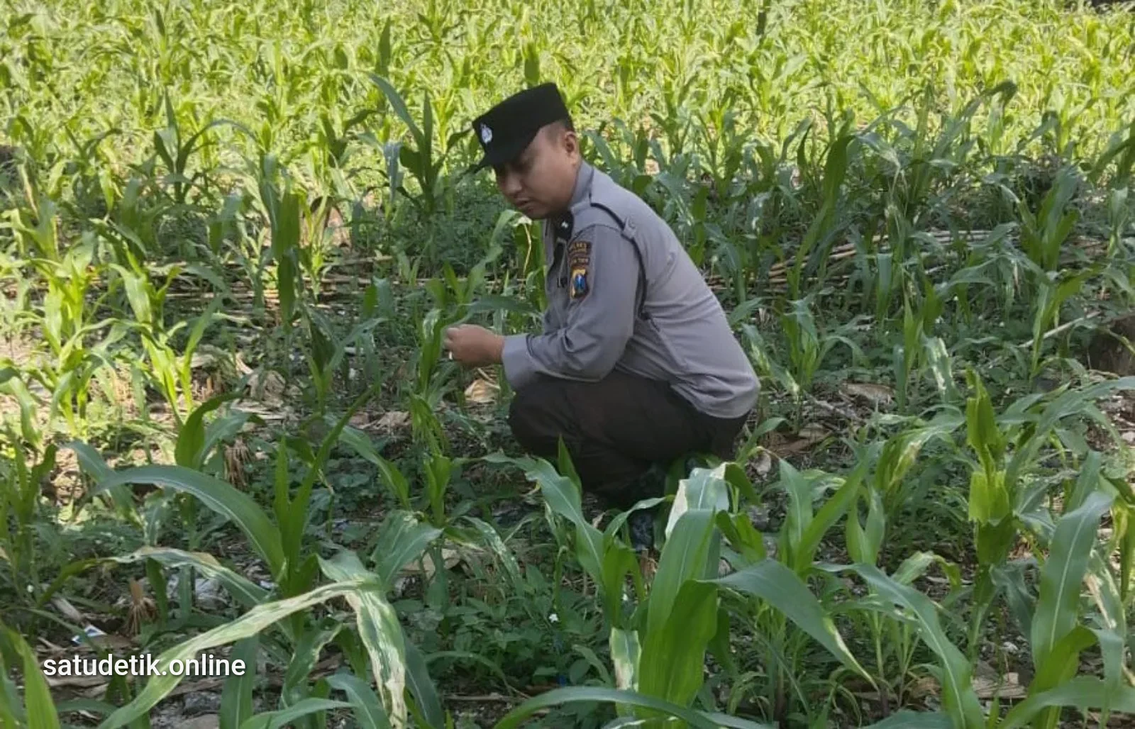 Polsek Jatiroto Pacu Ketahanan Pangan Lewat Lahan Jagung, Ekonomi Desa Makin Kuat