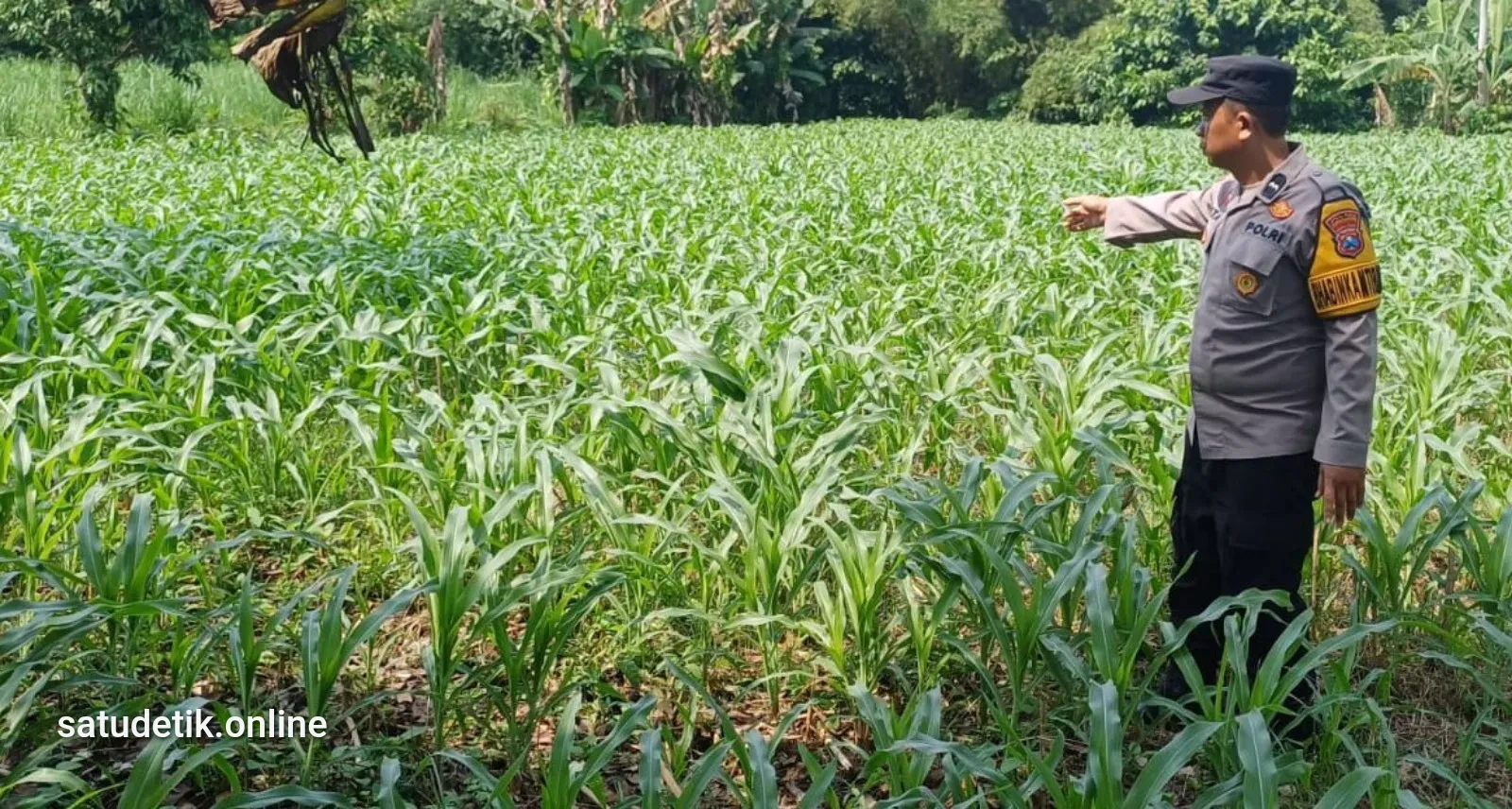 Polsek Lumajang Kota Kawal Lahan Jagung Warga, Dukung Swasembada Pangan