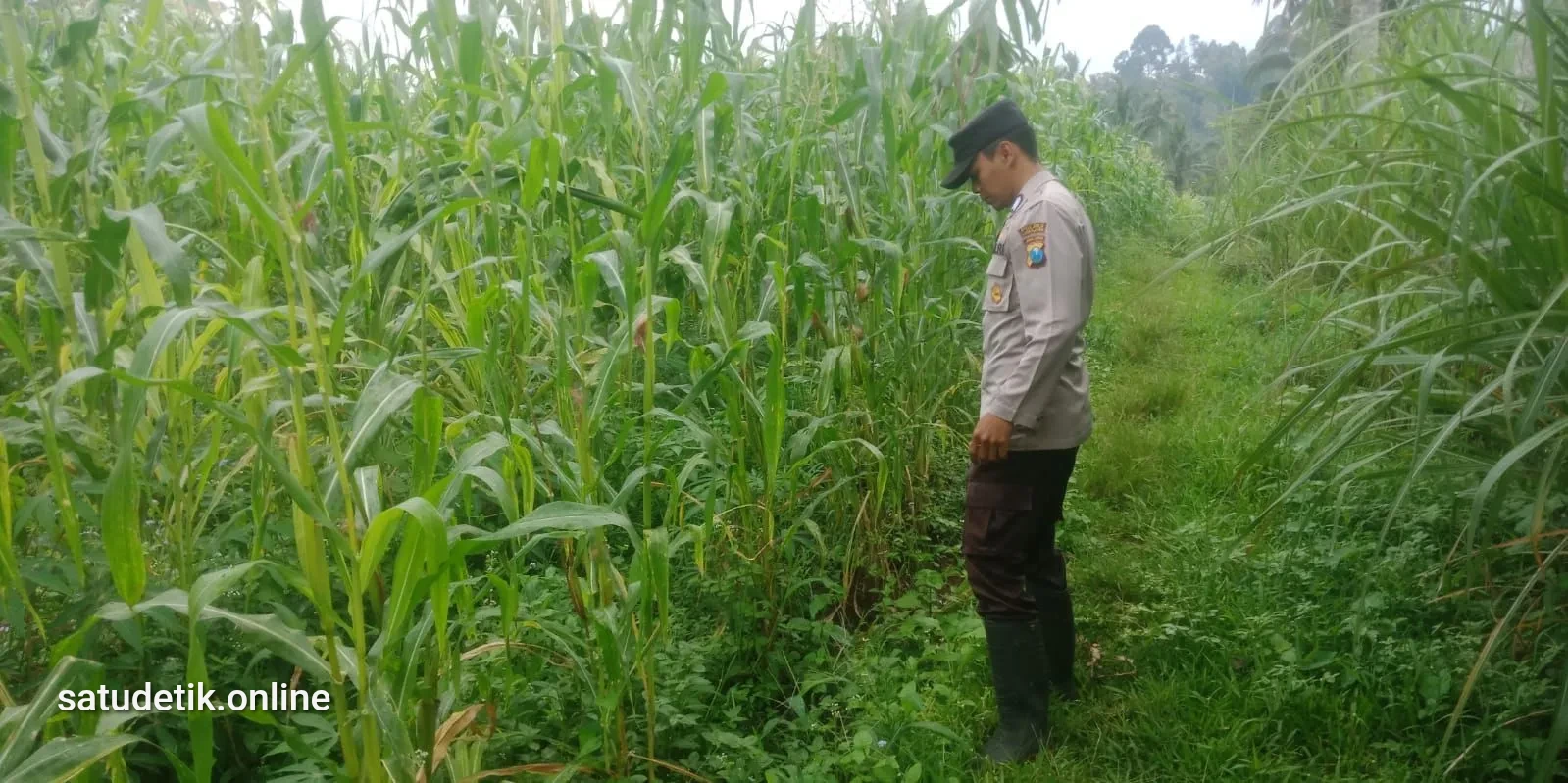 Polsek Pronojiwo Dampingi Petani Lumajang Wujudkan Swasembada Pangan