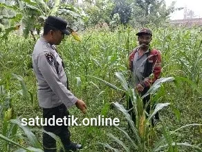 Perkuat Ketahanan Pangan Desa, Polsek Ranuyoso Tinjau Langsung Lahan Jagung Warga