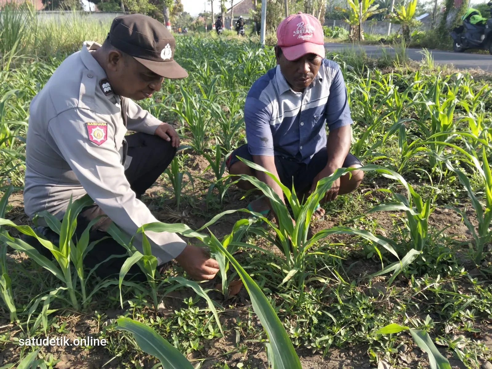 Dukung Ketahanan Pangan Nasional, Polsek Jatiroto Dampingi Petani di Lahan Jagung