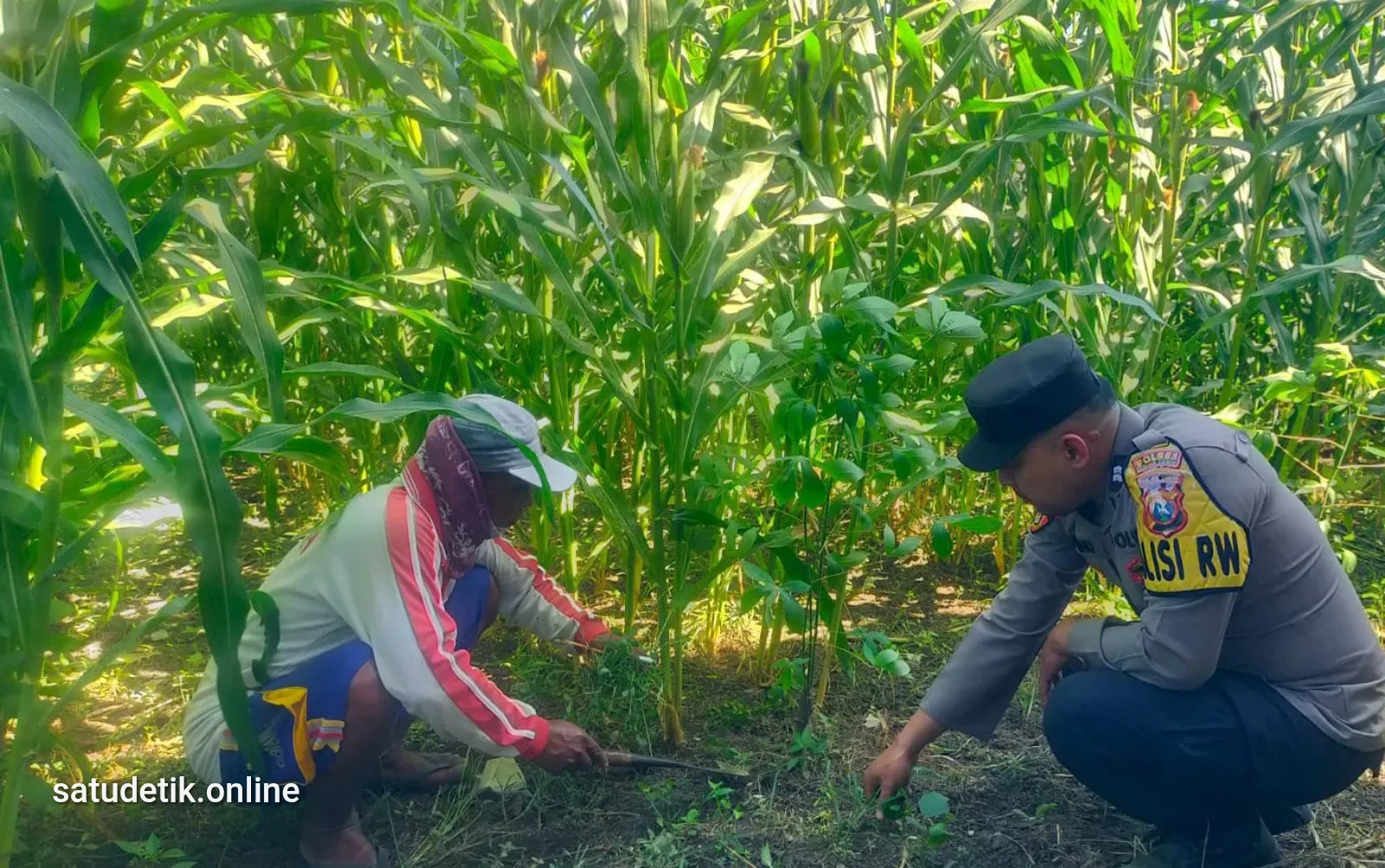 Polisi RW Turun ke Ladang: Jagung Warga Sukosari Jadi Sorotan Dukung Ketahanan Pangan