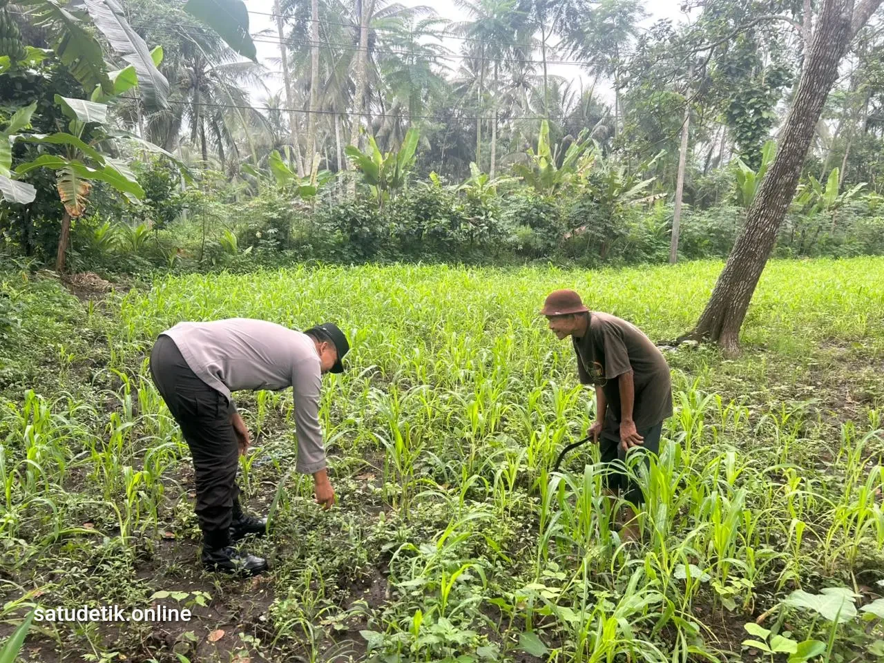 Polsek Jatiroto Cek Tanaman Jagung dan Stok Pupuk Petani, Dukung Ketahanan Pangan di Lumajang