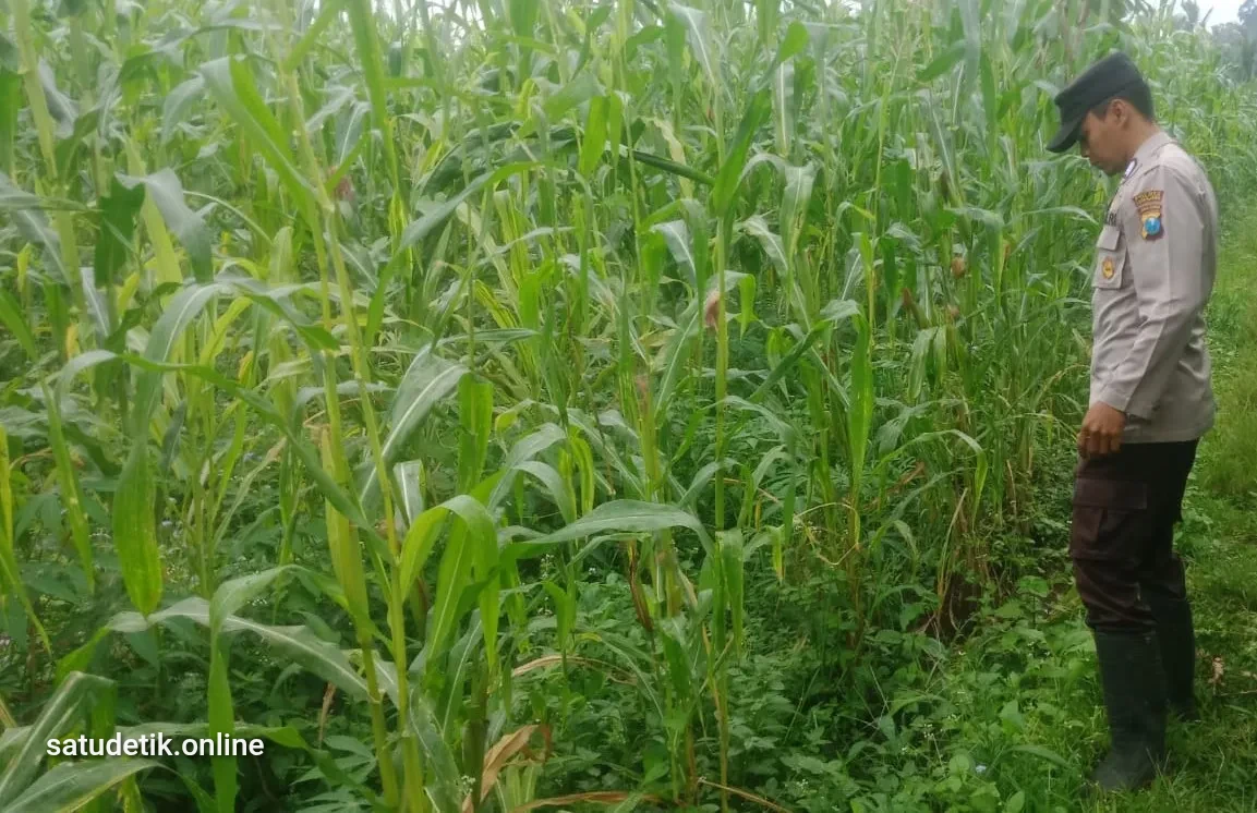 Bhabinkamtibmas Pronojiwo Pantau Tanaman Jagung, Polisi Dorong Swasembada Pangan