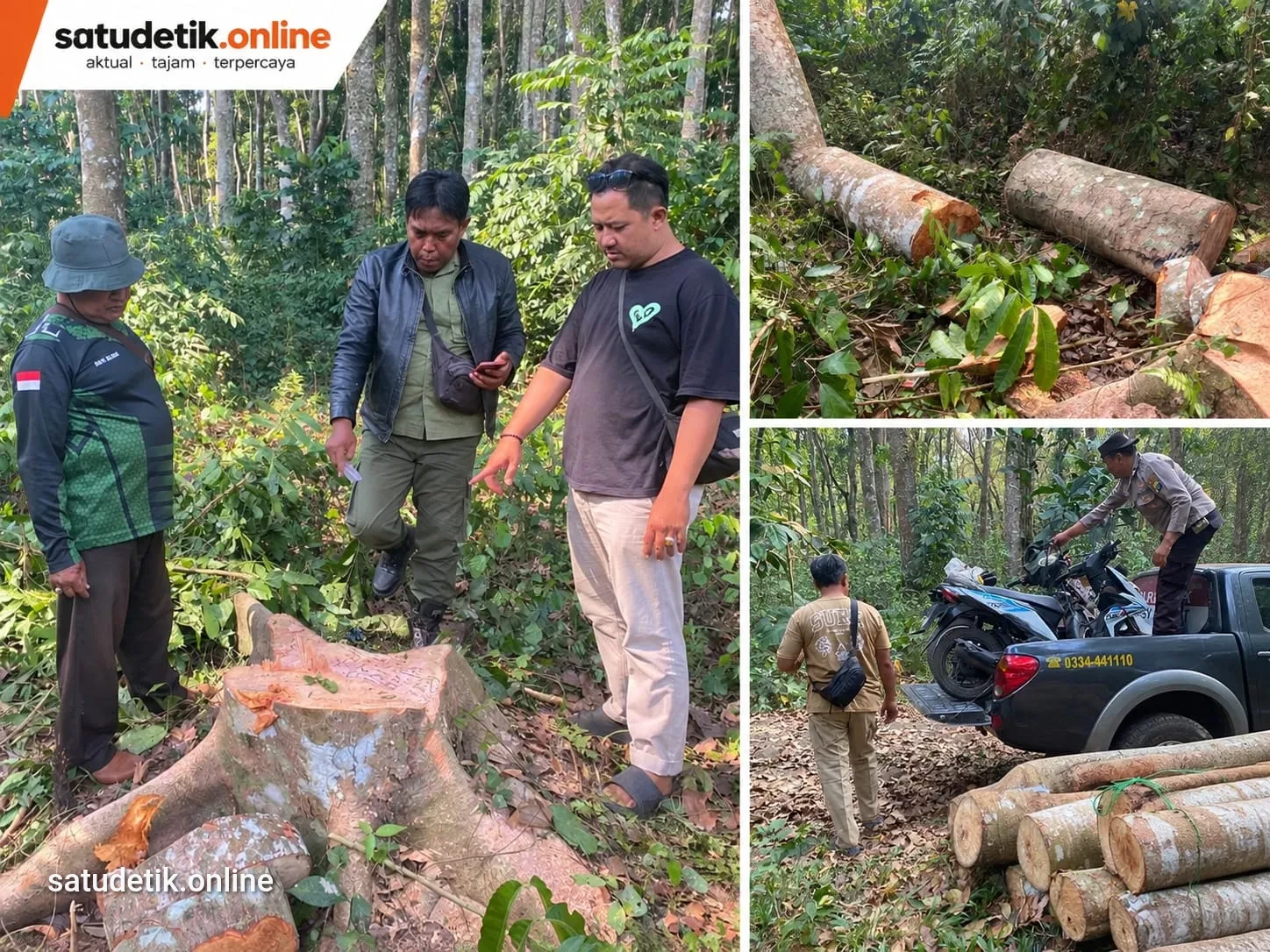 Polsek Klakah dan Perhutani Bekuk Dua Terduga Pembalak Liar di Papringan