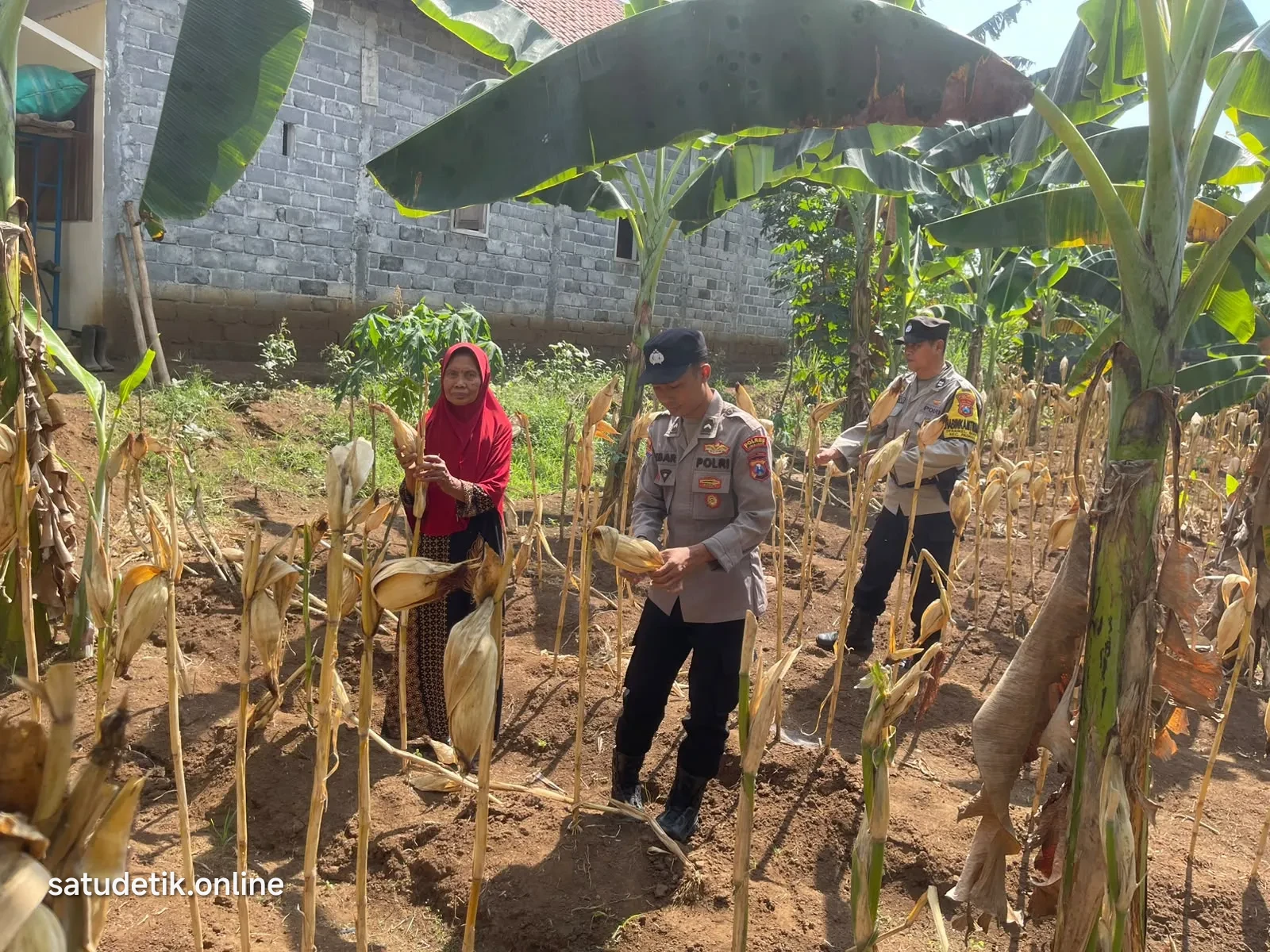 Dukung Ketahanan Pangan, Polsek Padang Dampingi Warga Panen Jagung