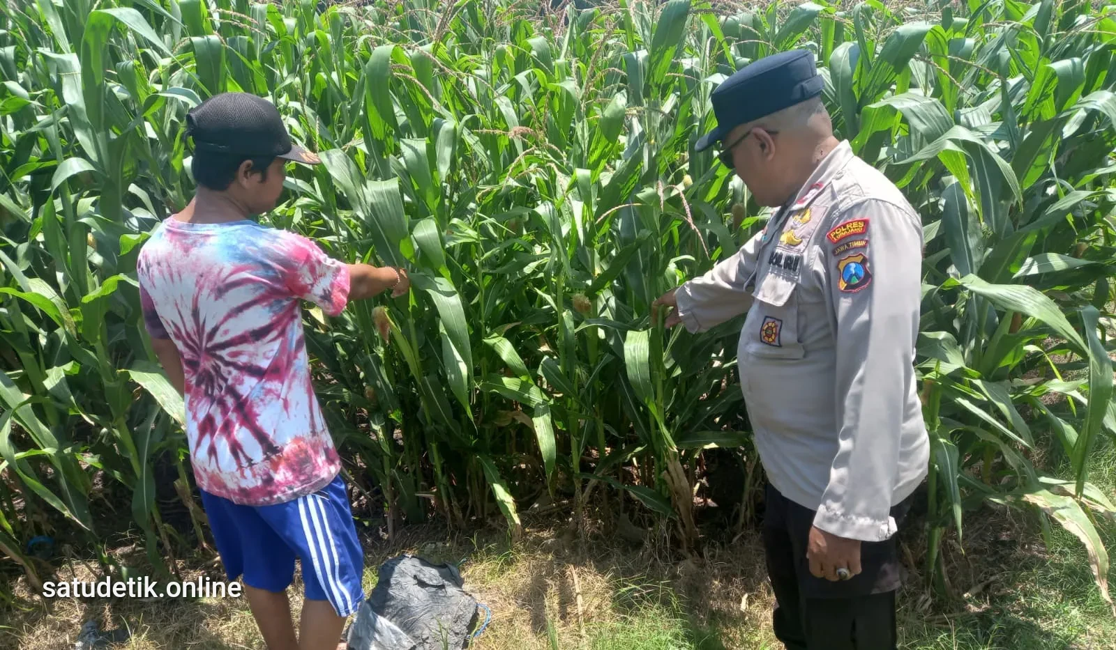 Polsek Yosowilangun Kawal Jagung Warga, Wujudkan Asta Cita Ketahanan Pangan