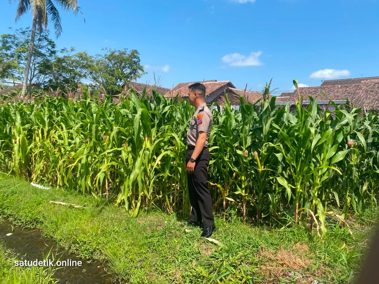 Kawal Asta Cita, Bhabinkamtibmas Polsek Lumajang Kota Pantau Pertumbuhan Jagung Petani