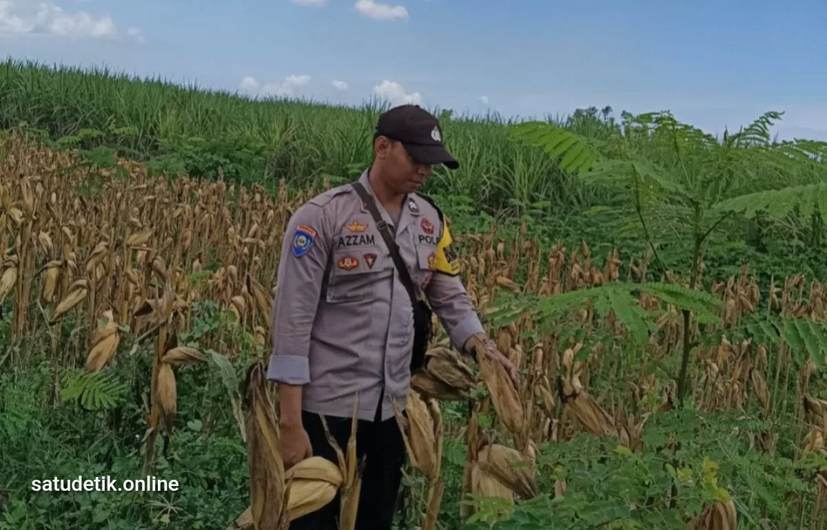 Polsek Tekung Turun ke Ladang Jagung, Kawal Ketahanan Pangan Lumajang