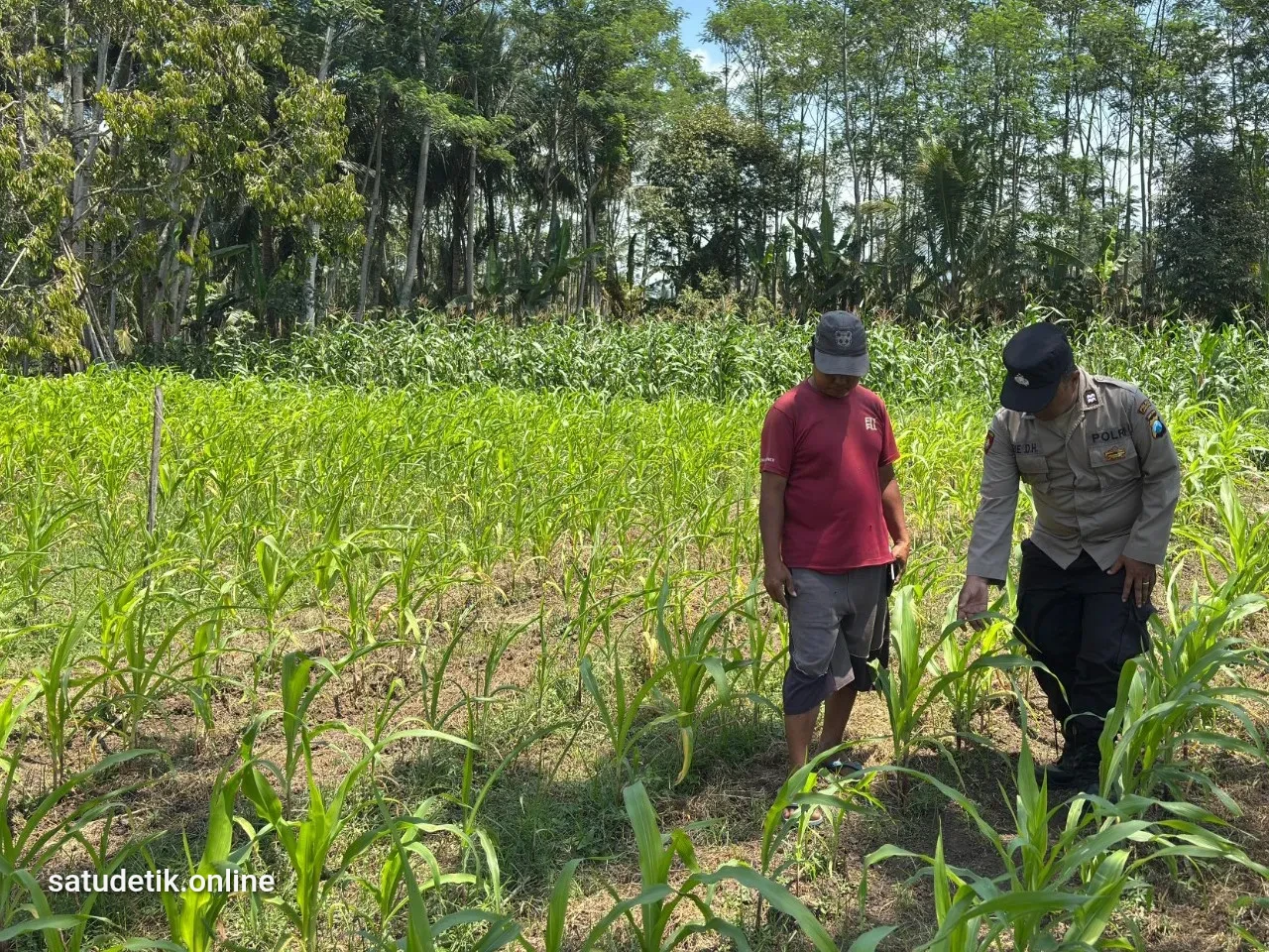 Bhabinkamtibmas Polsek Klakah Dampingi Petani Jagung, Dorong Ketahanan Pangan dari Desa