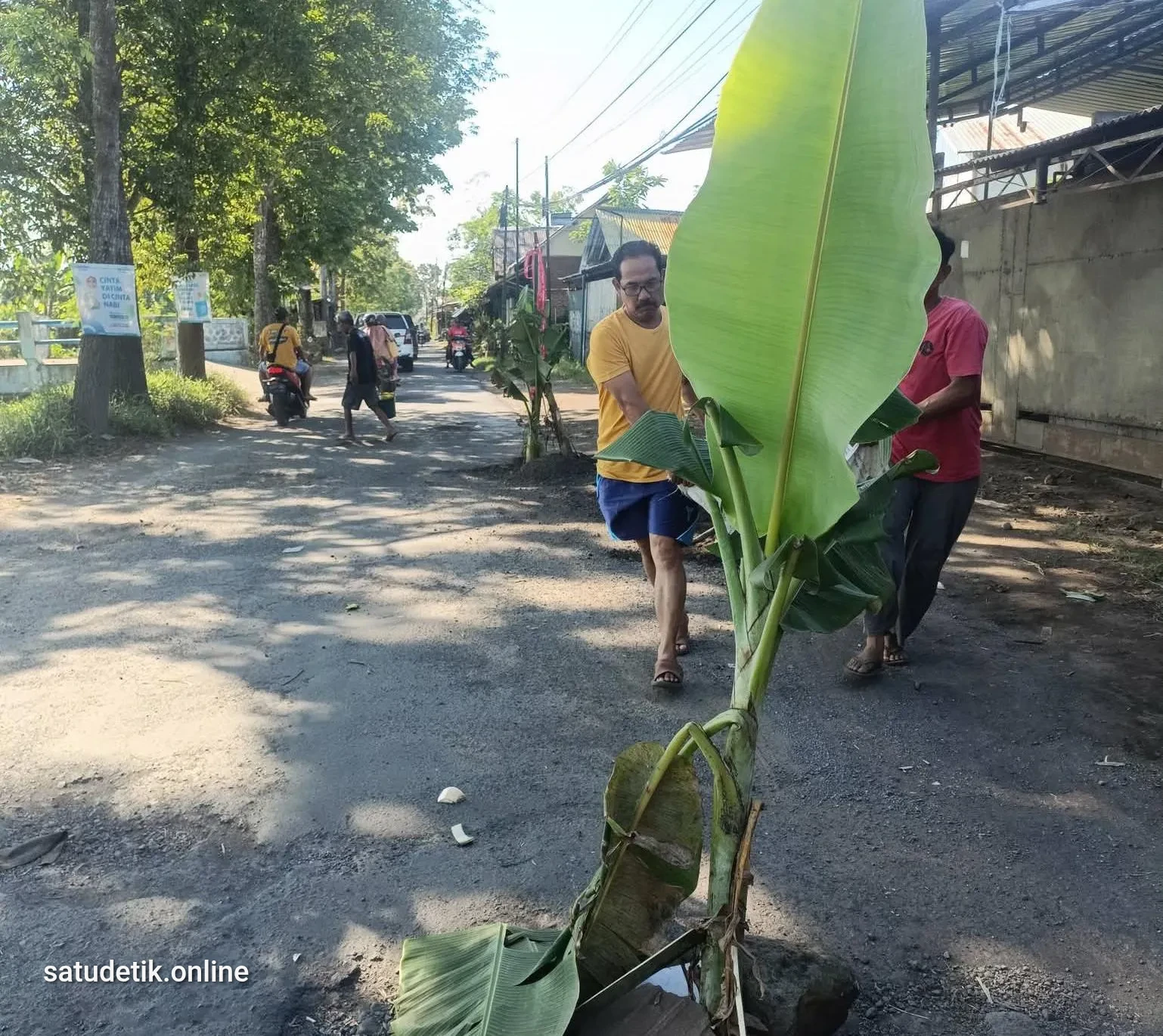 Warga Klanting Tanam Pohon Pisang di Jalan Rusak, Sindir Lambatnya Perbaikan