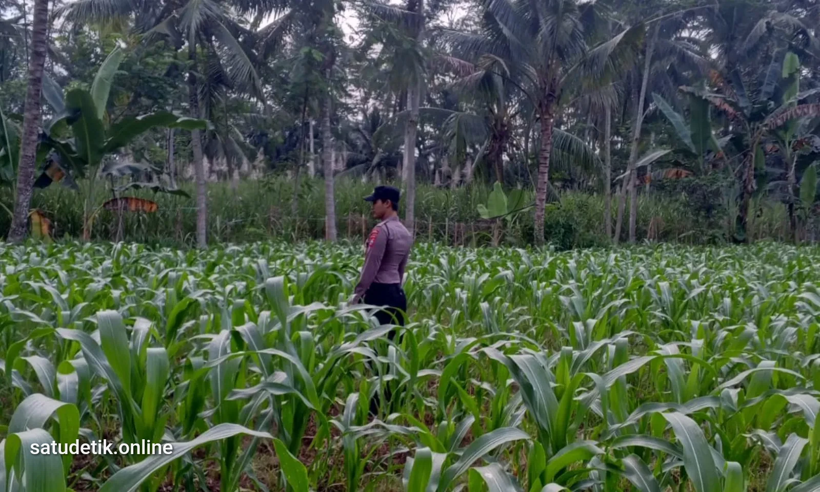 Dukung Asta Cita, Polsek Klakah Gencar Dampingi Petani dan Pekarangan Pangan Bergizi