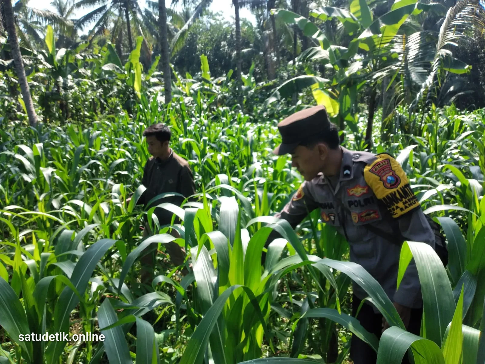 Polsek Ranuyoso Dampingi Petani Jagung dan Pemanfaatan Pekarangan Bergizi untuk Mendukung Ketahanan Pangan
