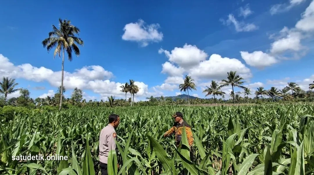 Polsek Candipuro Sulap Lahan Tidur Jadi Lumbung Jagung, Dukung Asta Cita Ketahanan Pangan