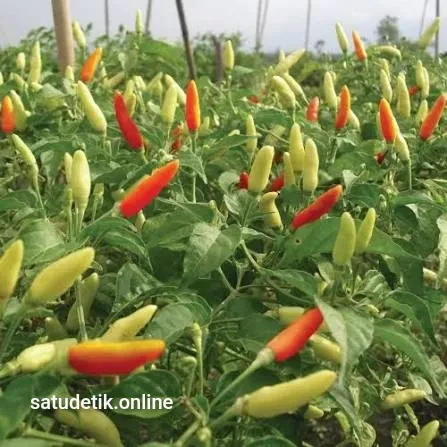 Harga Cabai Rawit Merah di Lumajang Tembus Rp75.000 per Kg, Tertinggi di Jatim