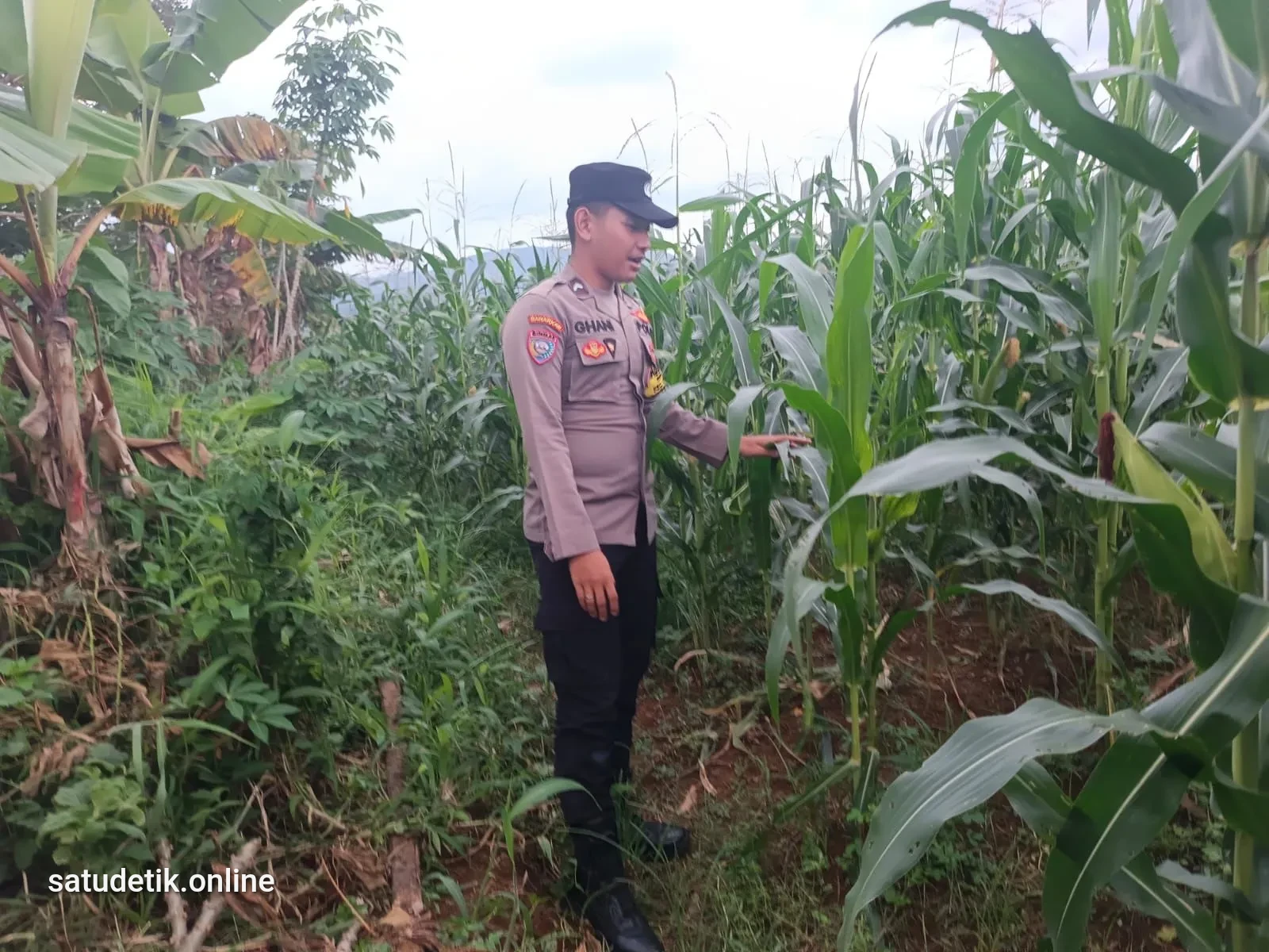Polsek Tempursari Turun ke Sawah, Dampingi Petani Jagung Jaga Ketahanan Pangan