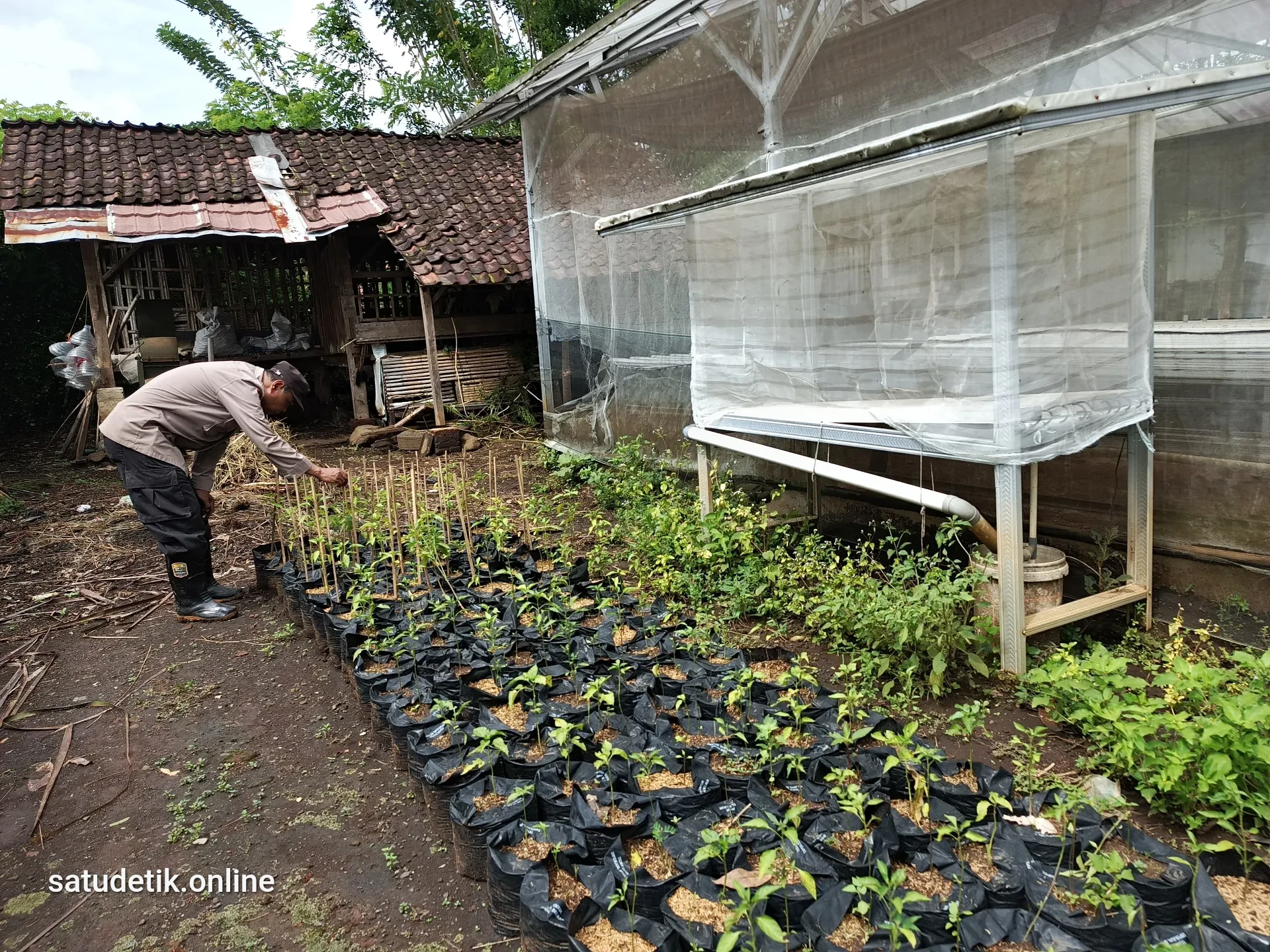 Dukung Asta Cita Presiden, Polsek Padang Ajak Warga Jadikan Pekarangan Rumah Sumber Ketahanan Pangan