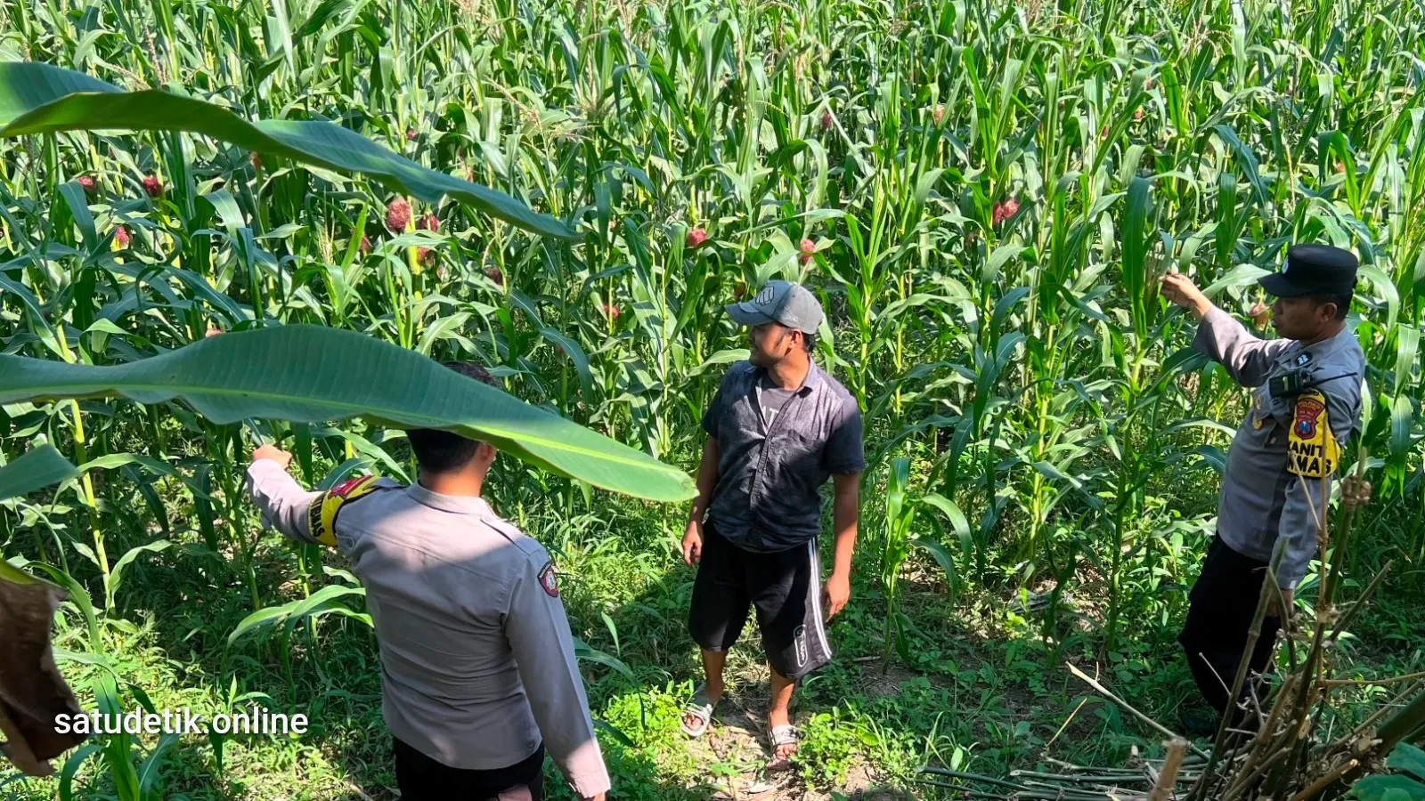 Bhabinkamtibmas Polsek Lumajang Kota Kawal Langsung Lahan Jagung Demi Ketahanan Pangan