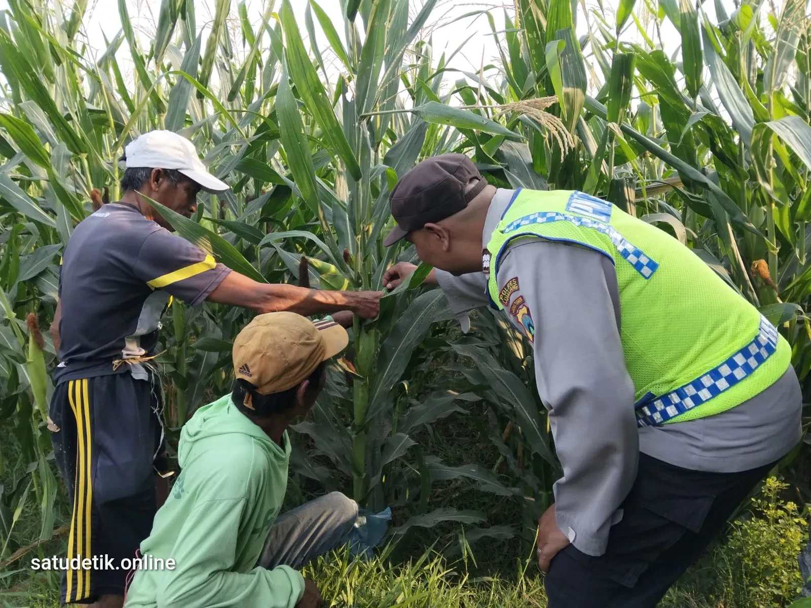 Polsek Jatiroto Pantau Tanaman Jagung Petani, Pastikan Ketersediaan Pupuk di Banyuputih Kidul