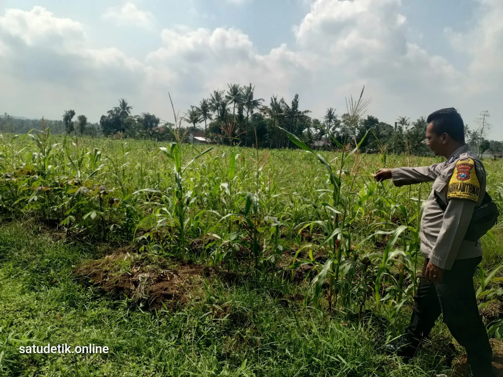 Bhabinkamtibmas Kedungjajang Turun ke Ladang, Jagung Tumbuh Ketahanan Pangan Menguat