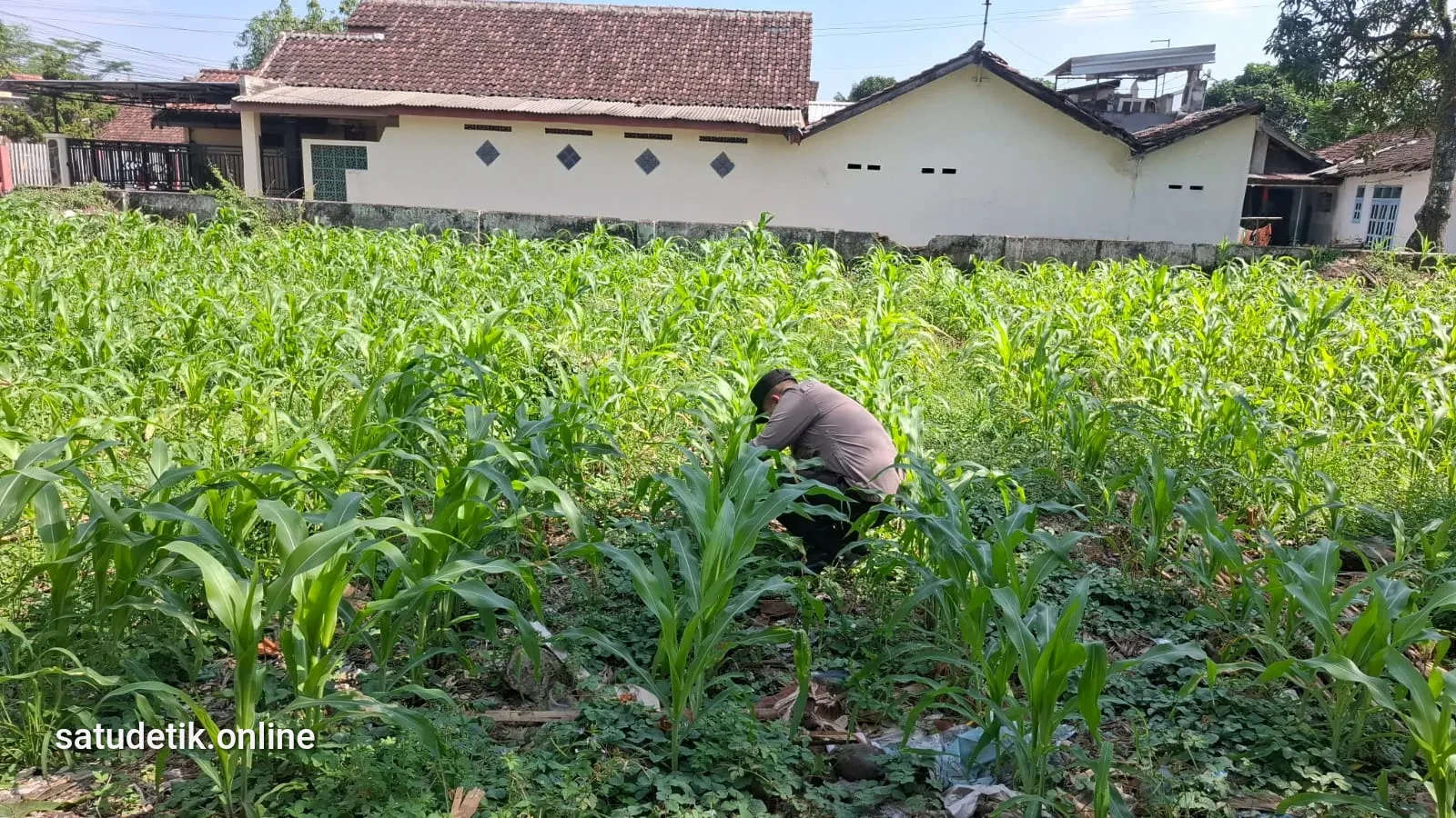 Polsek Jatiroto Turun ke Lahan, Jagung Tumbuh Subur Dukung Ketahanan Pangan