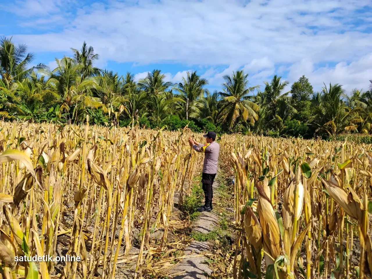Bhabinkamtibmas Polsek Tempursari Cek Kesiapan Panen Jagung di Desa Tegalrejo