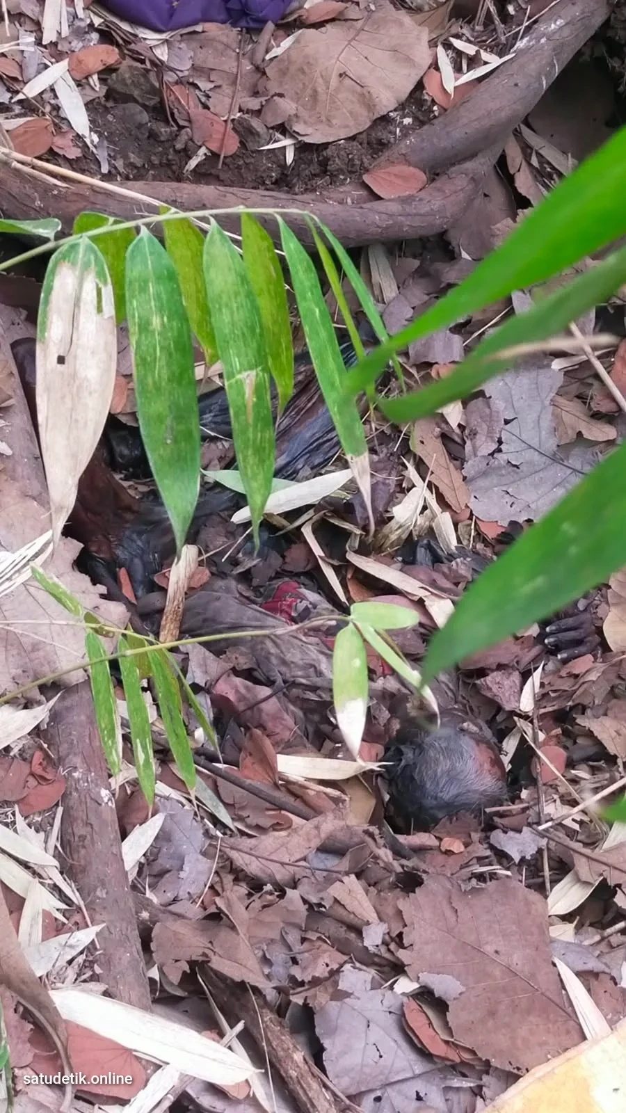Hilang 17 Hari, Lansia di Lumajang Ditemukan Meninggal di Hutan Perhutani