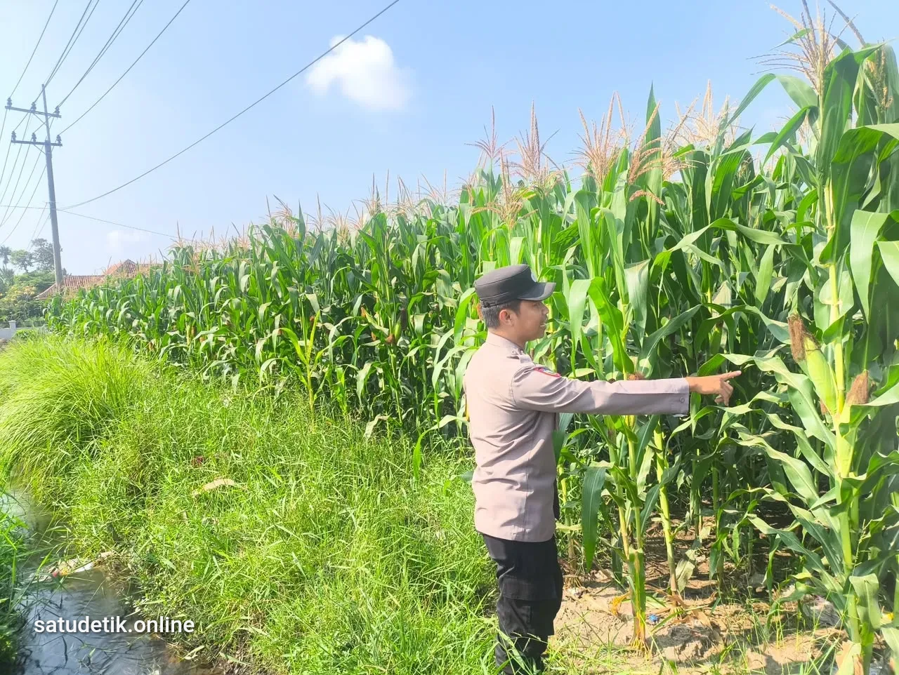Dampingi Petani, Bhabinkamtibmas Sumbersuko Pantau Produktivitas Jagung di Desa Mojosari