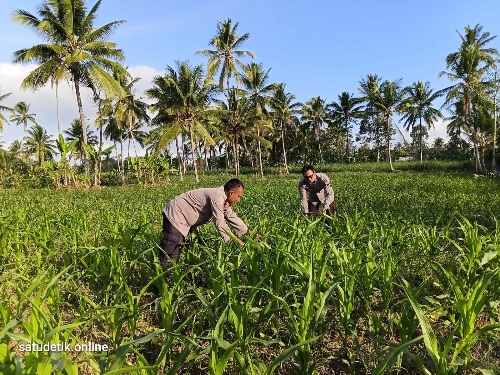 Polsek Pasrujambe Kawal Ladang Jagung dan Pekarangan Bergizi, Wujudkan Asta Cita Ketahanan Pangan di Kertosari