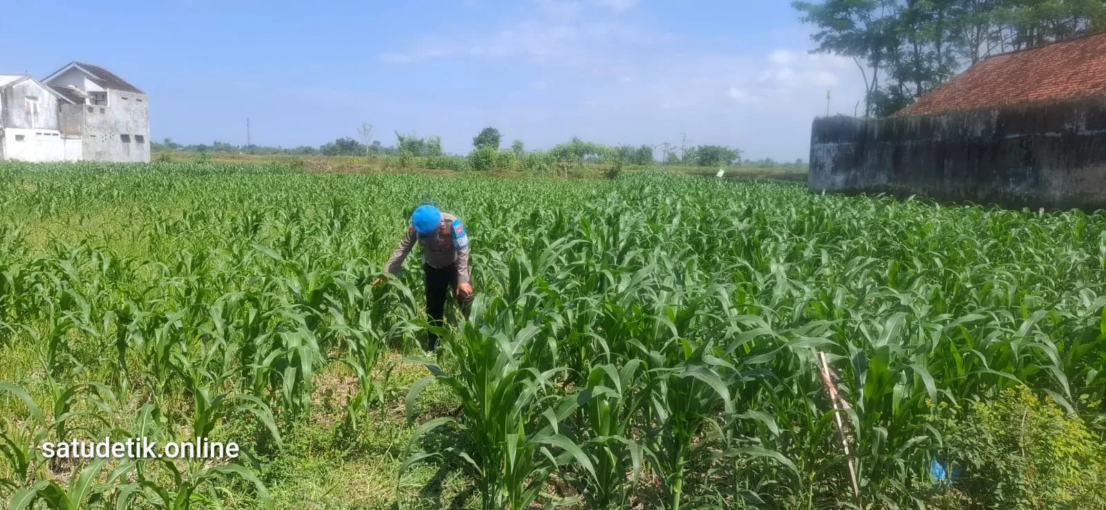 Dukung Asta Cita, Kapolsek Yosowilangun Dampingi Petani Perkuat Swasembada Pangan