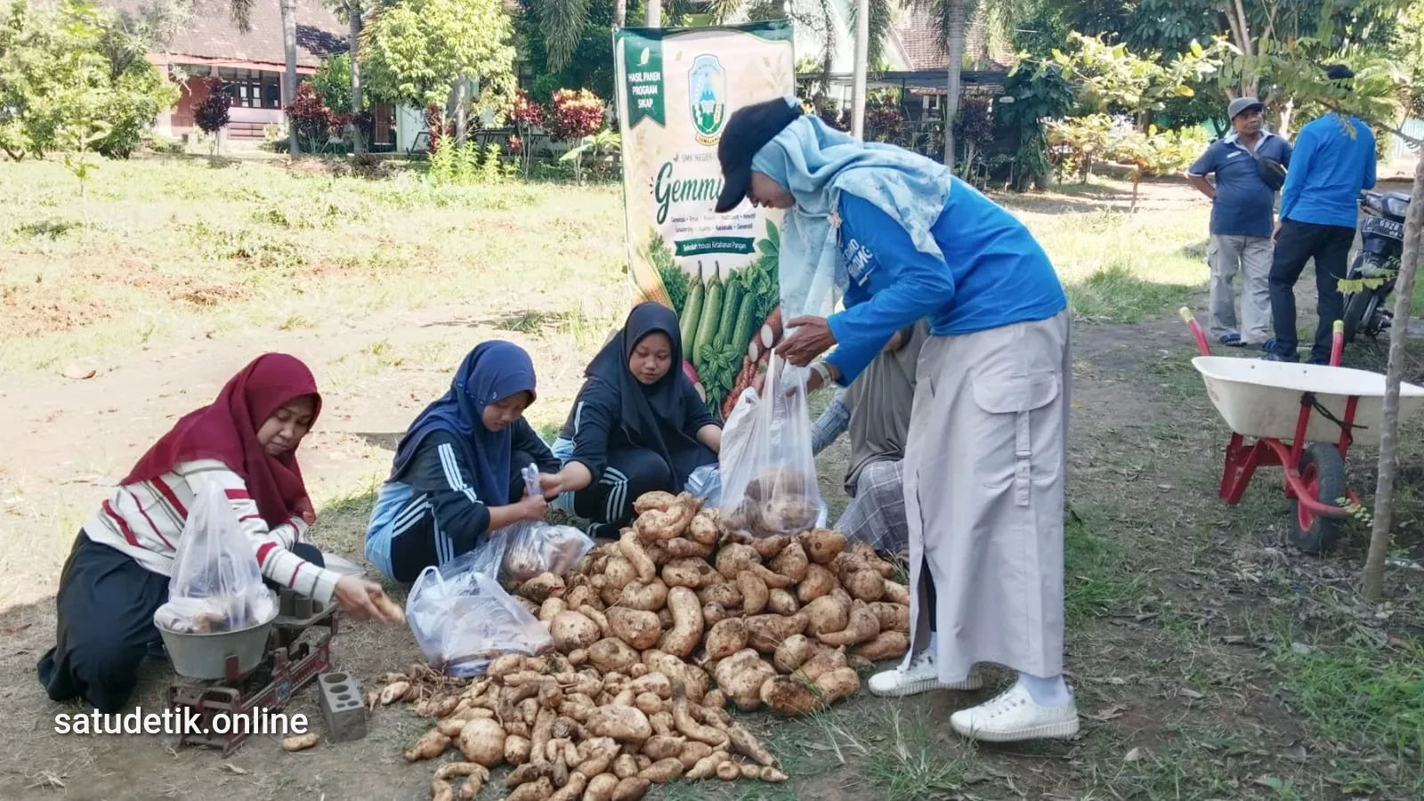 Sukseskan Ketahanan Pangan, SMKN Senduro Panen Ketela Madu Hasil Keringat Siswa Sendiri