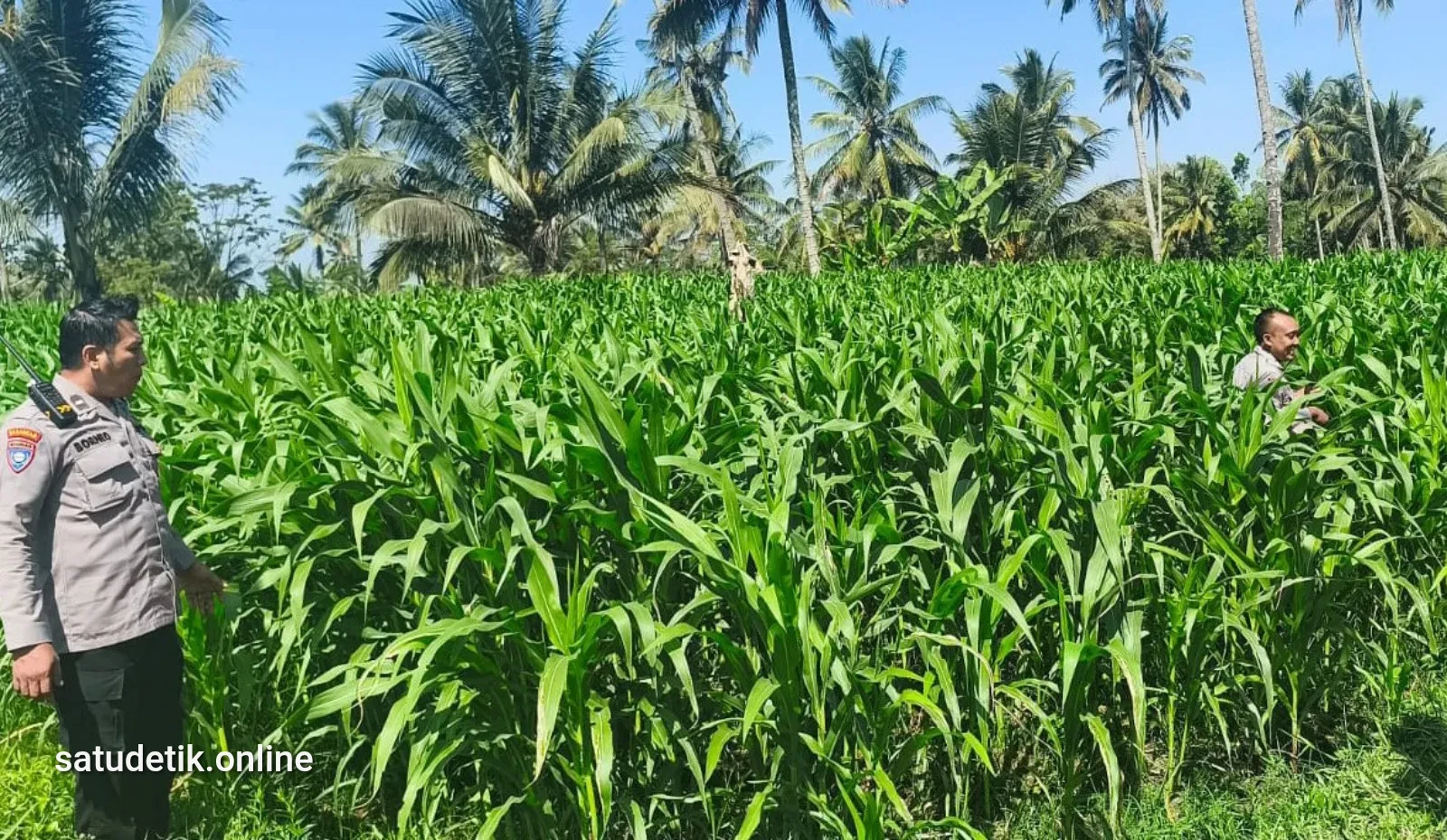 Turun ke Sawah! Polsek Pasrujambe Kawal Jagung Pagowan Demi Ketahanan Pangan