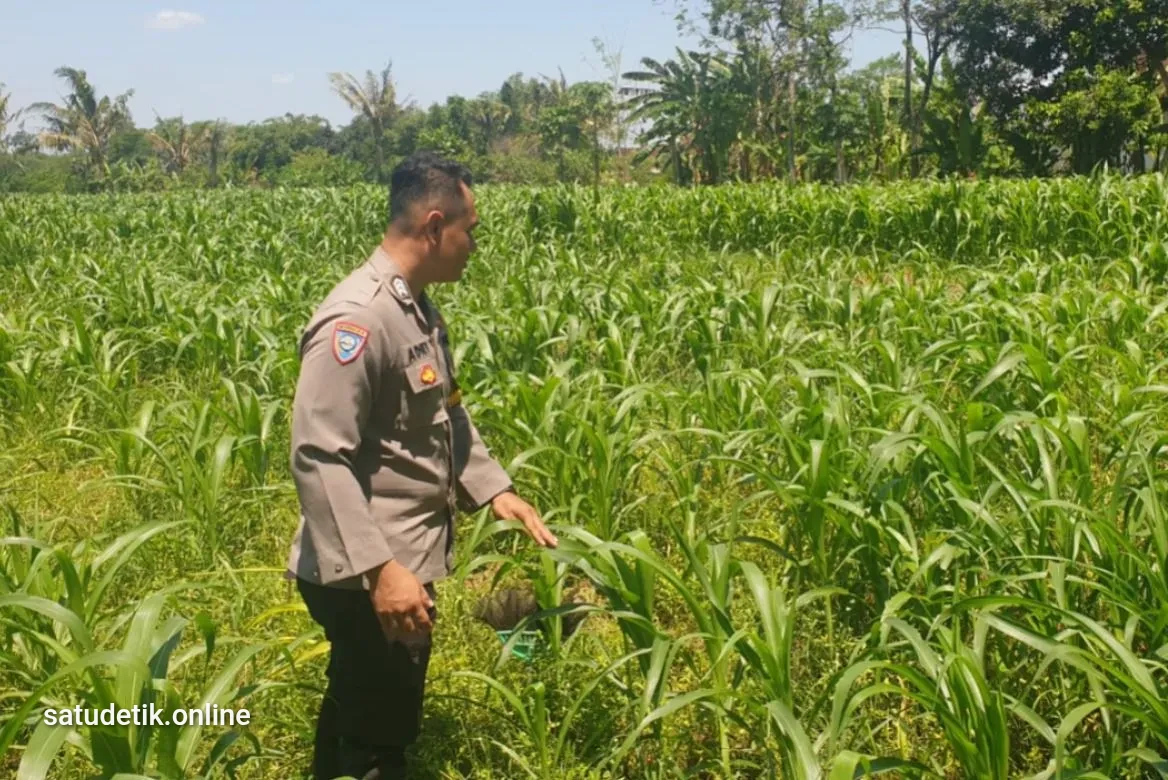 Bhabinkamtibmas Rowokangkung Kawal Lahan Jagung Demi Ketahanan Pangan Lumajang