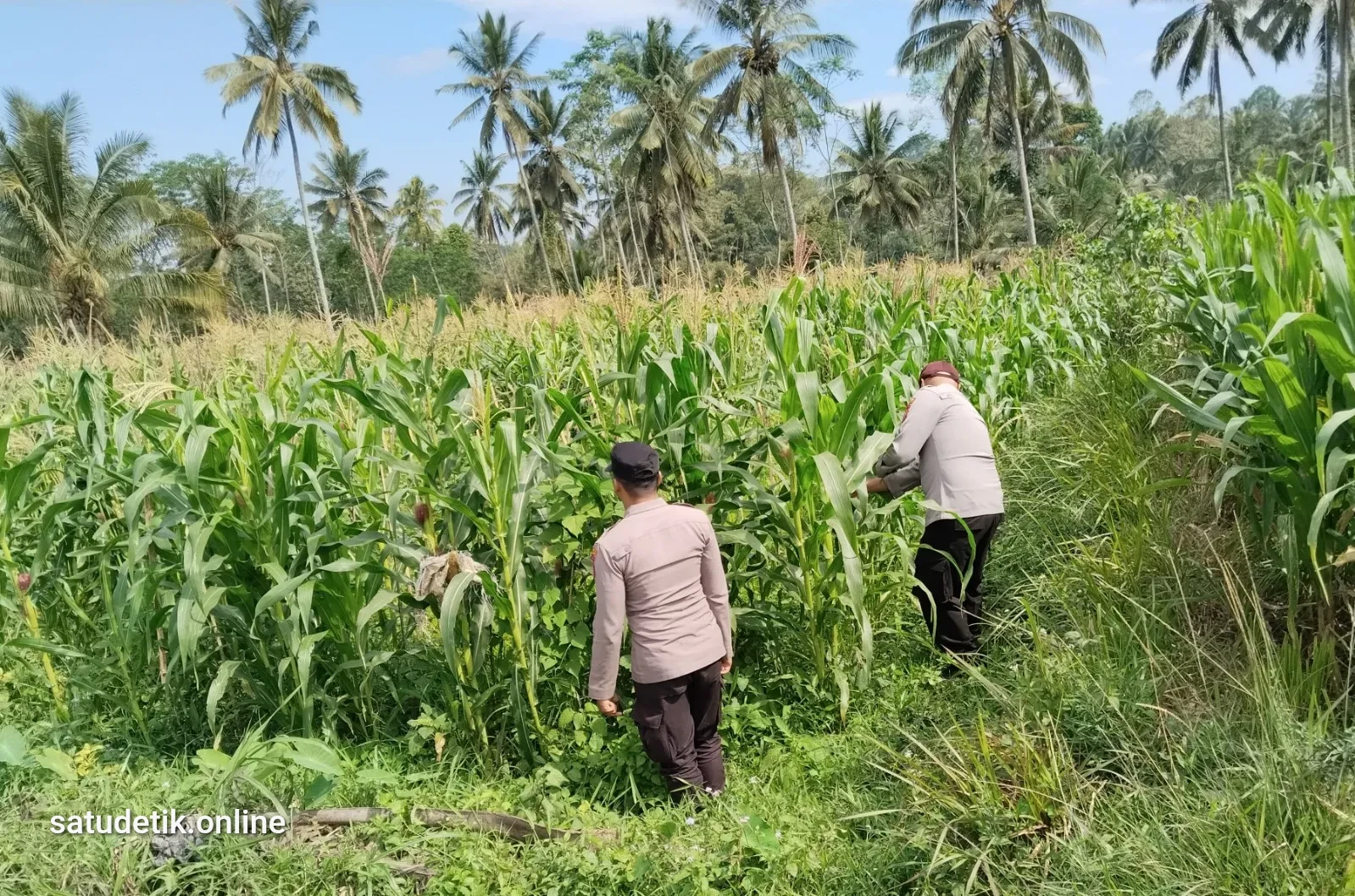 Polsek Pasrujambe Turun ke Lahan Jagung, Kawal Ketahanan Pangan Desa