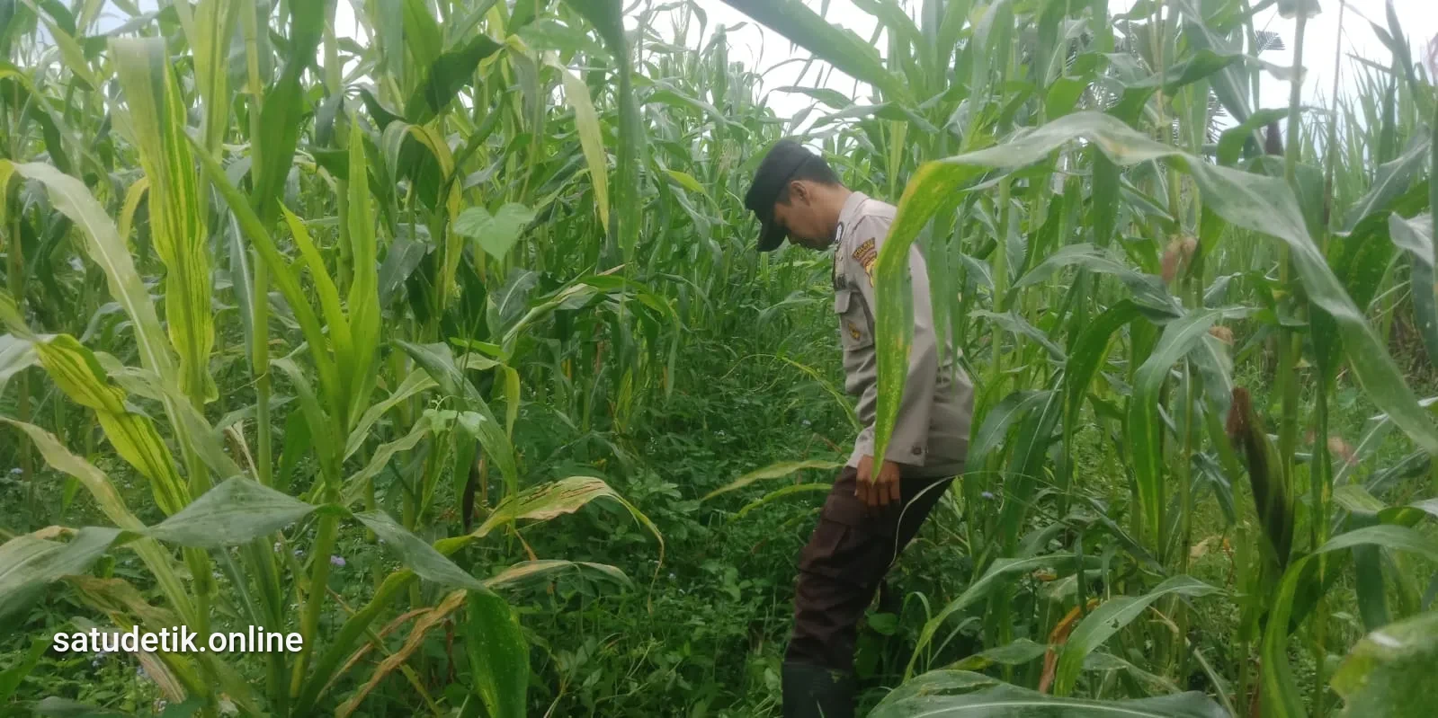 Turun ke Lahan, Bhabinkamtibmas Polsek Pronojiwo Kawal Jagung Mulyoarjo Tumbuh Subur 