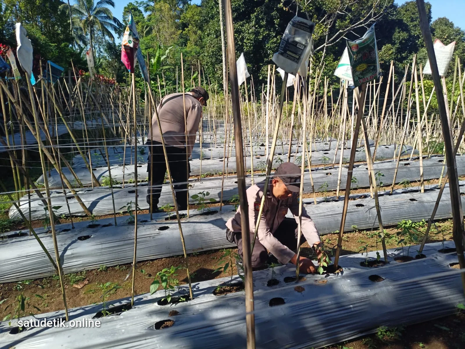 Polsek Gucialit Turun ke Lahan, Kawal Ketahanan Pangan dari Desa